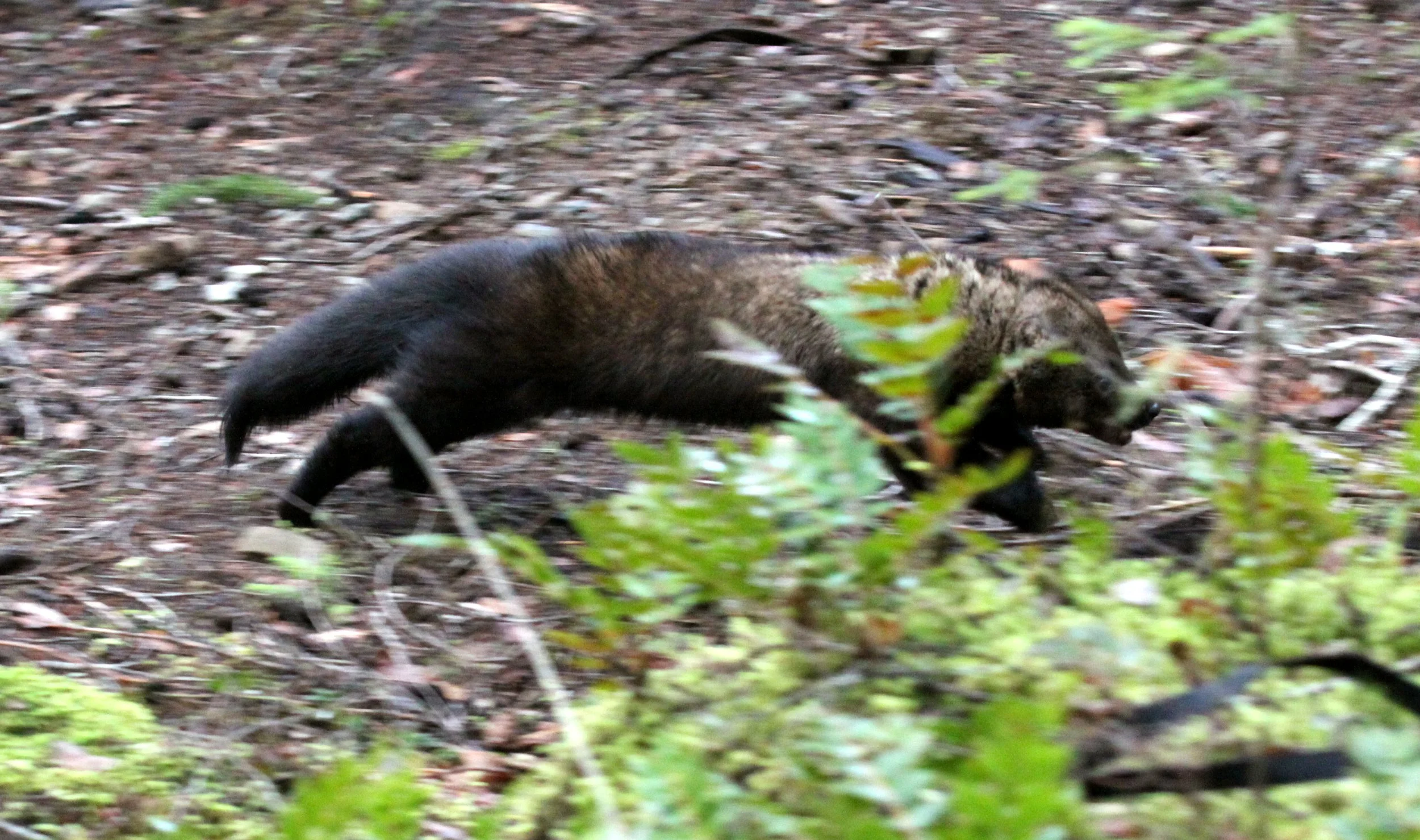 MUSTELID - FISHER - RELEASE ON 21 DECEMBER 2009 AT WISKER BEND TRAIL HEAD AND SOL DUC CAMPGROUND ONP (73).JPG