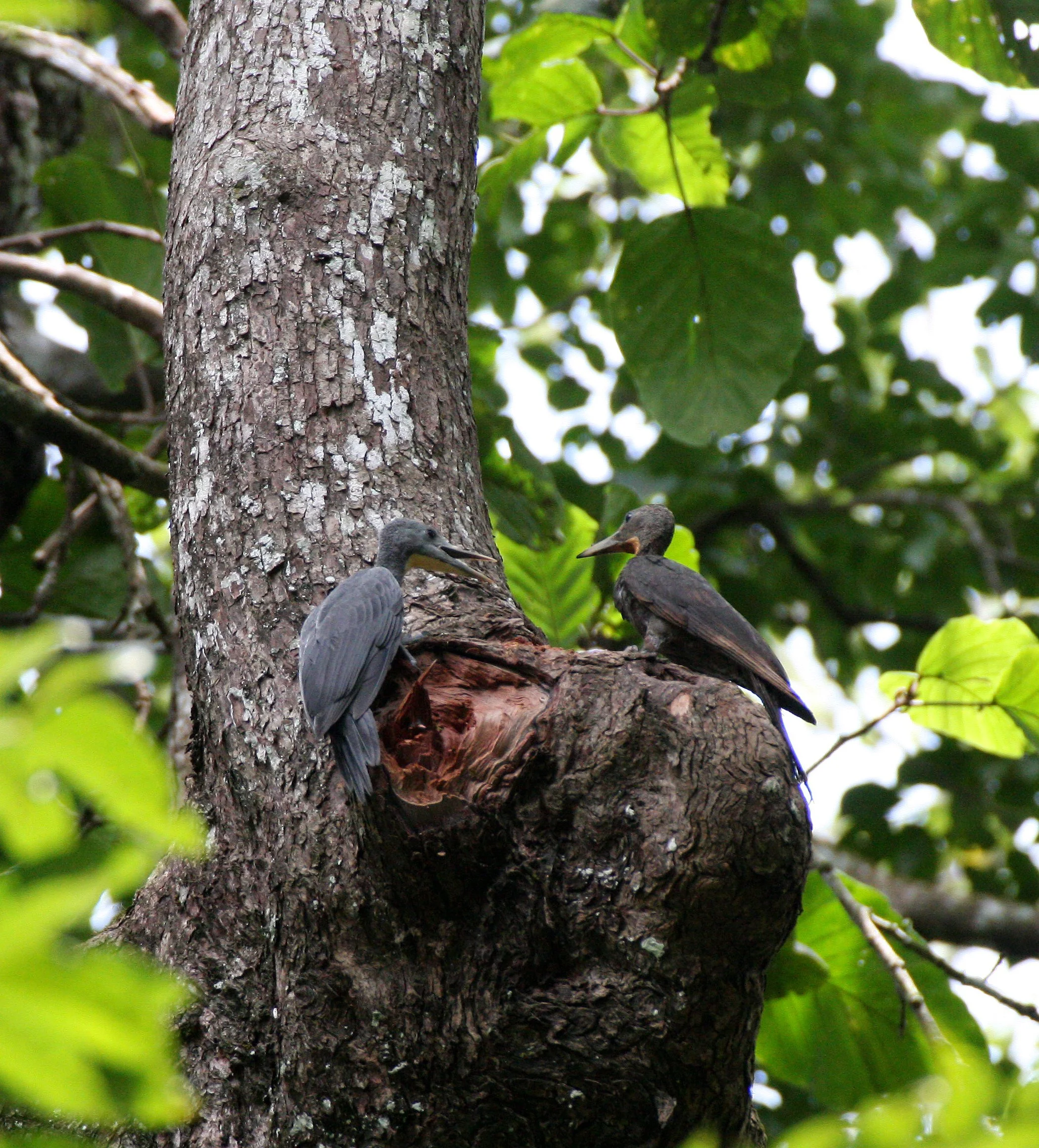 BIRD - WOODPECKER - GREAT-SLATY WOODPECKER - KAENG KRACHAN NP THAILAND (21).JPG