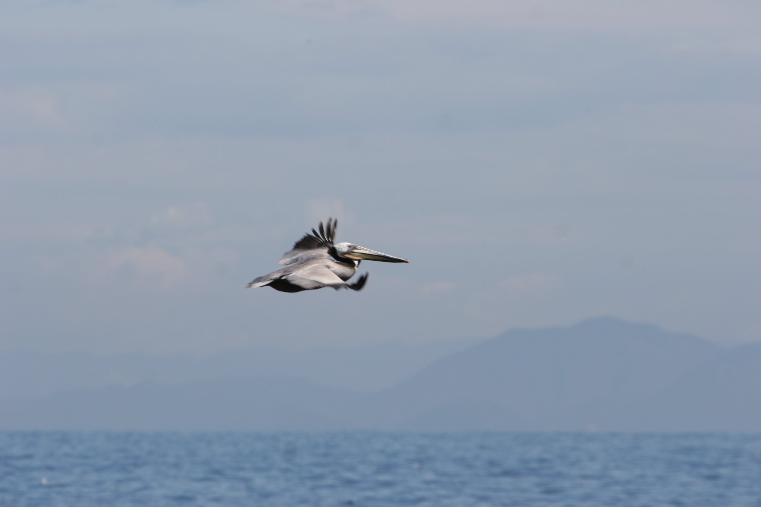 Pelecanus occidentalis - BROWN PELICAN - ANACAPA ISLAND (8).jpg