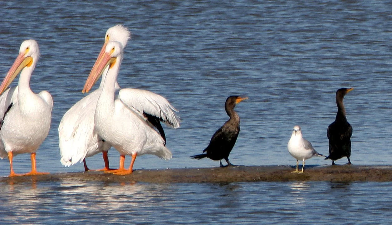 Pelecanus erythrorhynchos - AMERICAN WHITE PELICAN - ARANSAS RESERVE TEXAS (5).jpg