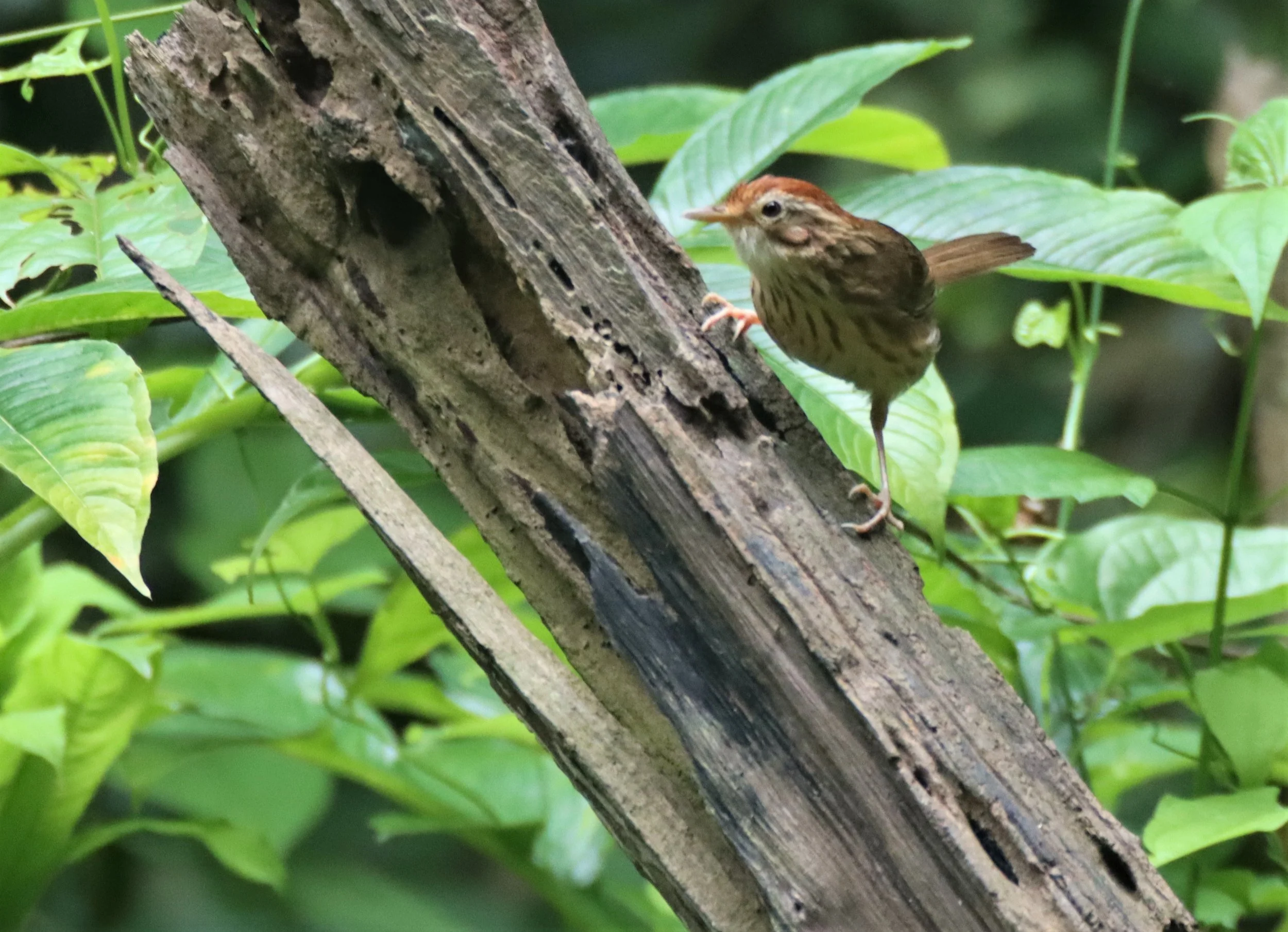 BABBLER - PUFF-THROATED BABBLER - Pellorneum ruficeps - NEUNG HIDE KAENG KRACHAN JUNE 2021 (5).jpg