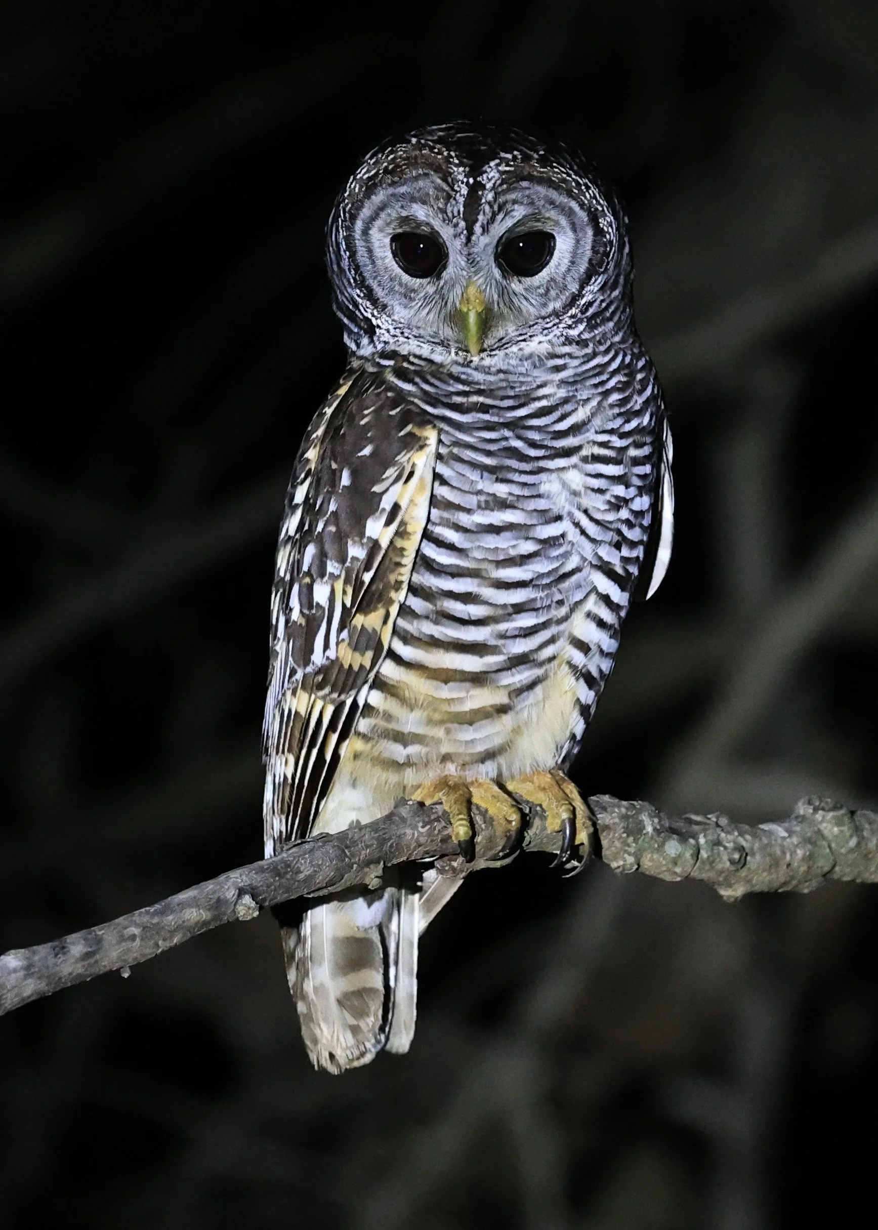 Chaco Owl (Strix chacoensis) Reserva Nueland  Selva Serena (5).jpg