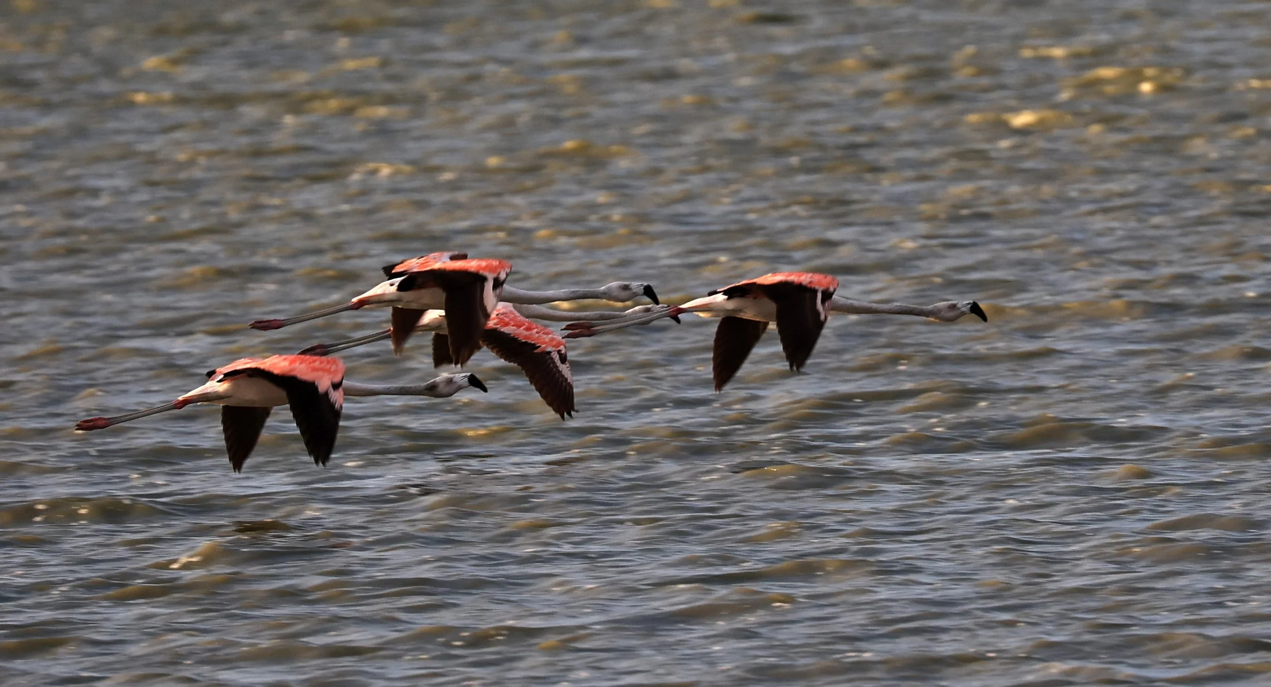 Chilean Flamingo (Phoenicopterus chilensis) Chaco Lodge & Laguna Salada Paraguay (85).jpg