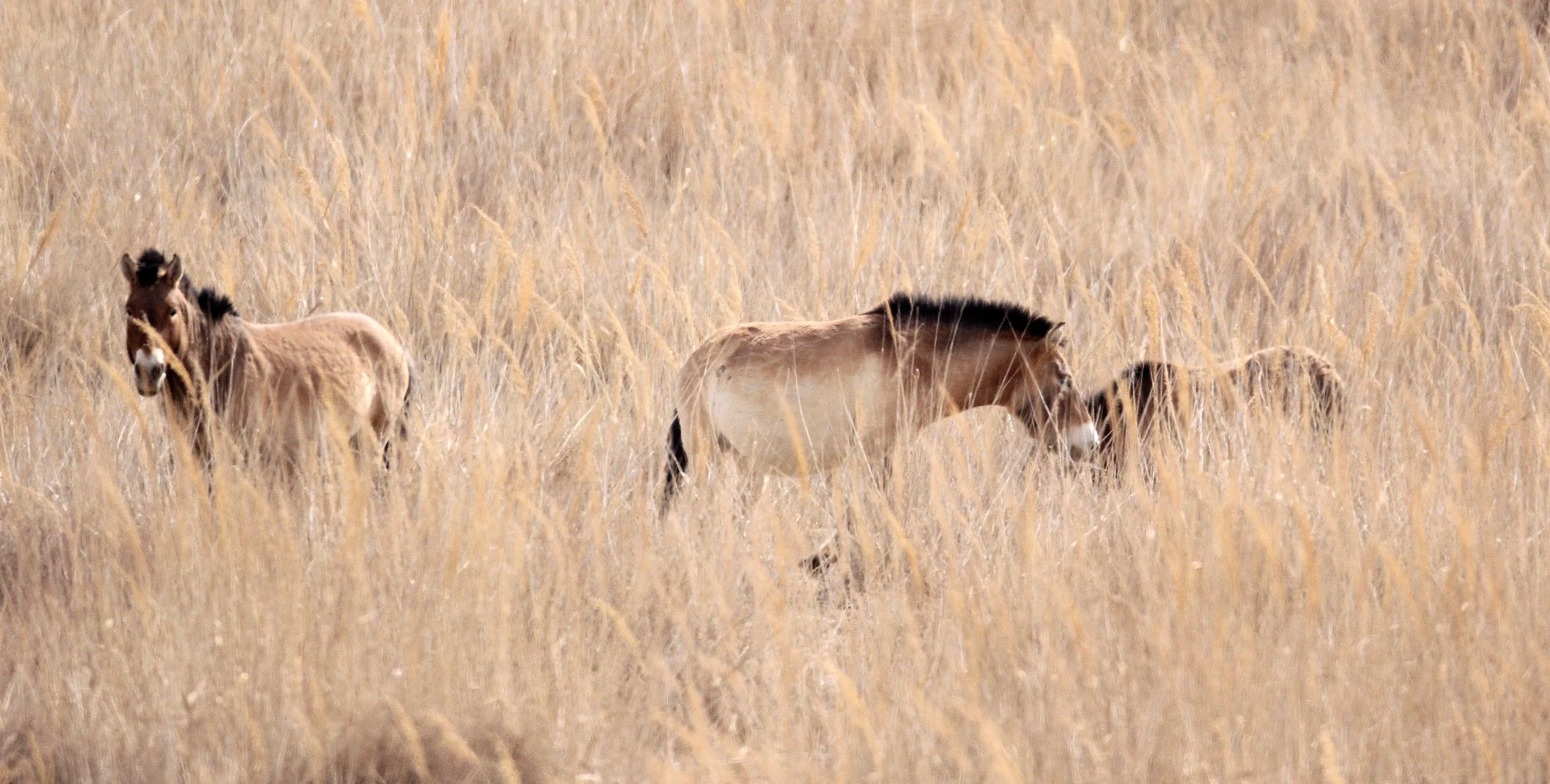 Equus ferus przewalskii - PRZEWALSKI'S HORSE - DUNHUANG XIFU NATIONAL NATURE RESERVE - GANSU CHINA  (35).JPG