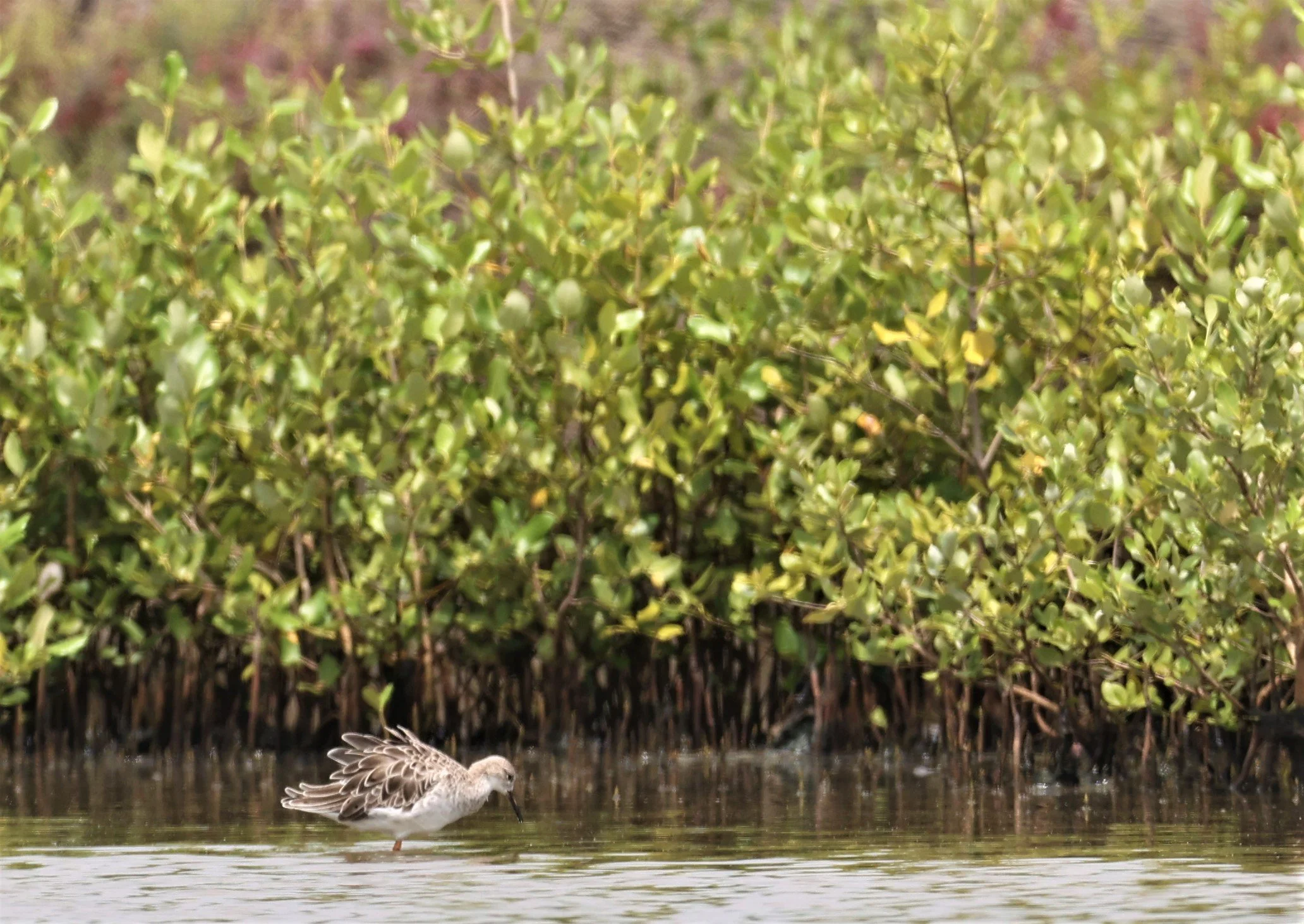 RUFF - Philomachus pugnax - CHACHOENGSAO SALT PONDS SEPT 12 2021 (5).jpg