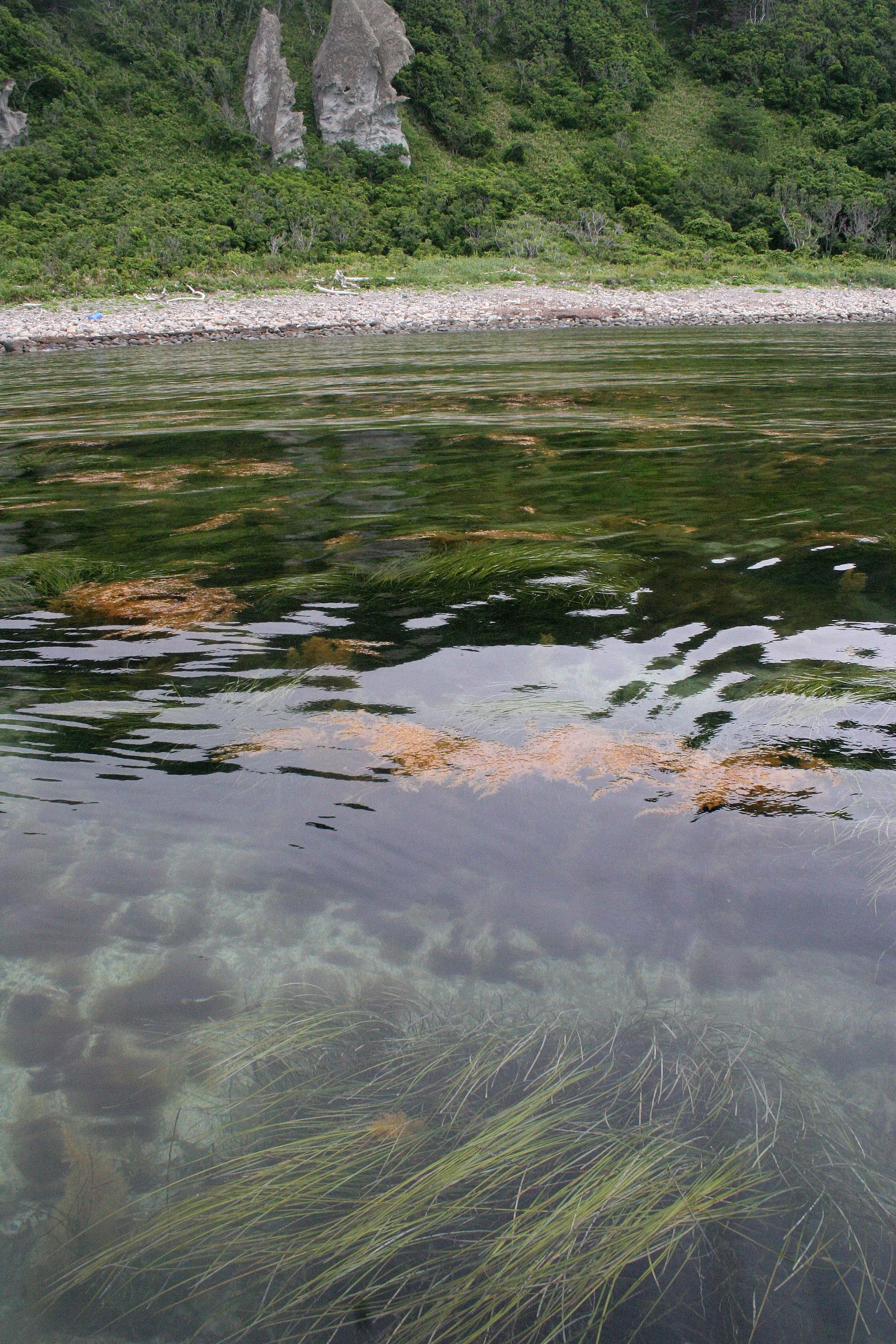 KURIL ISLANDS - FLORA  (60).jpg