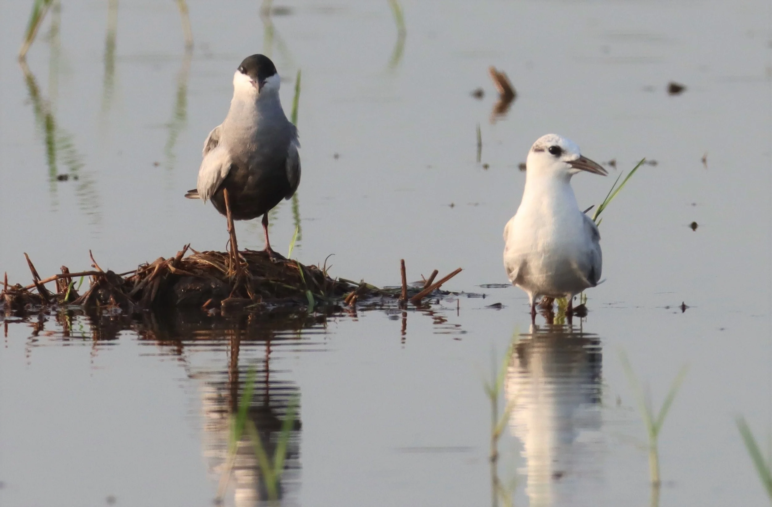 TERN - WHISKERED TERN - Chlidonias hybridus - PATHUM THANI RICE RESEARCH CENTER (2).jpg