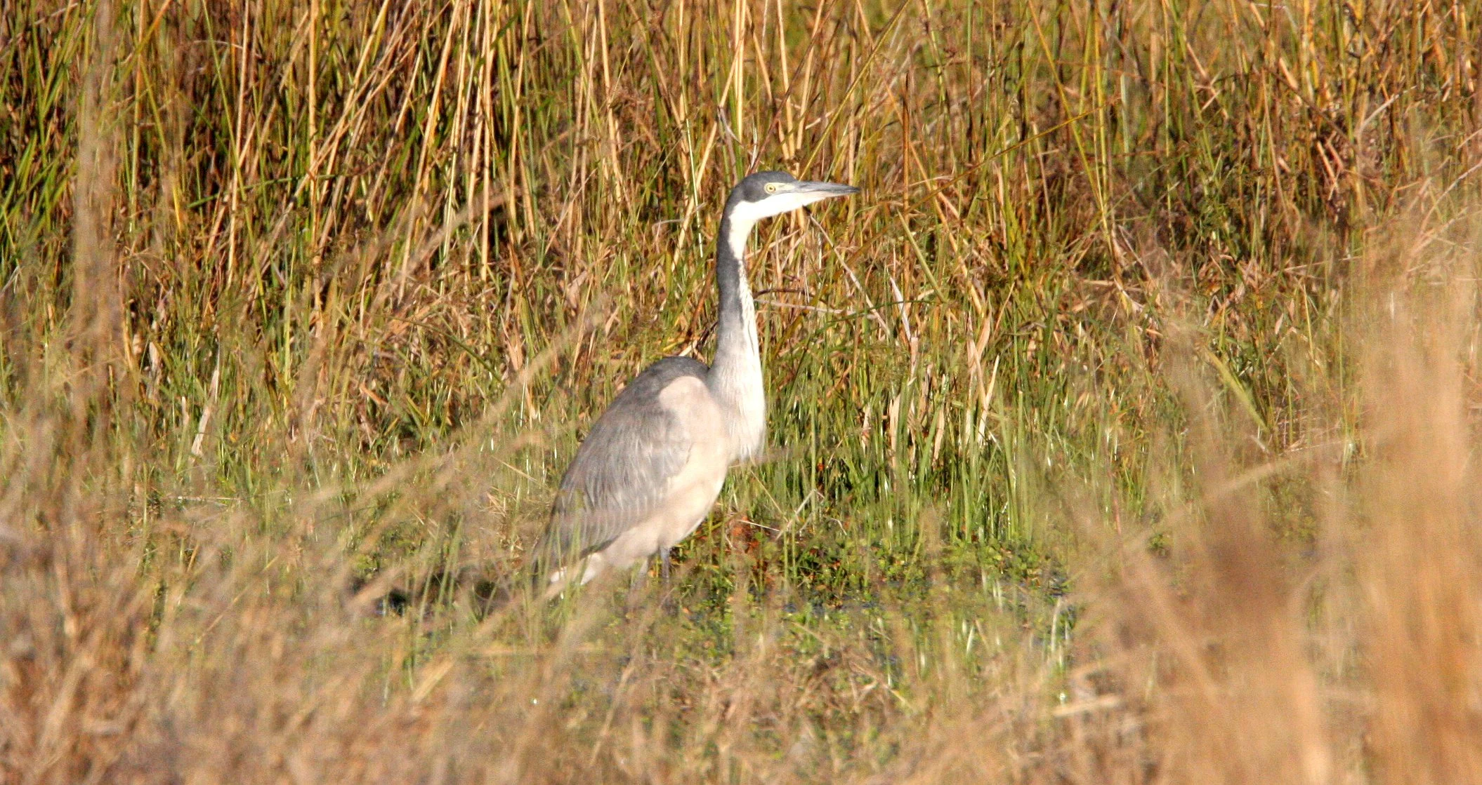 HERON - BLACK-HEADED HERON - Ardea melanocephala - KHWAI CAMP OKAVANGO BOTSWANA (2).JPG