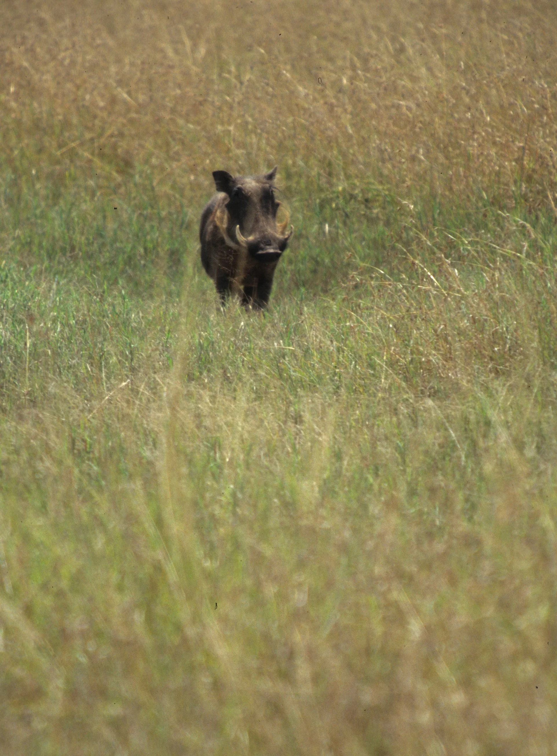 SUIDAE - WARTHOG- SERENGETI (8).jpg