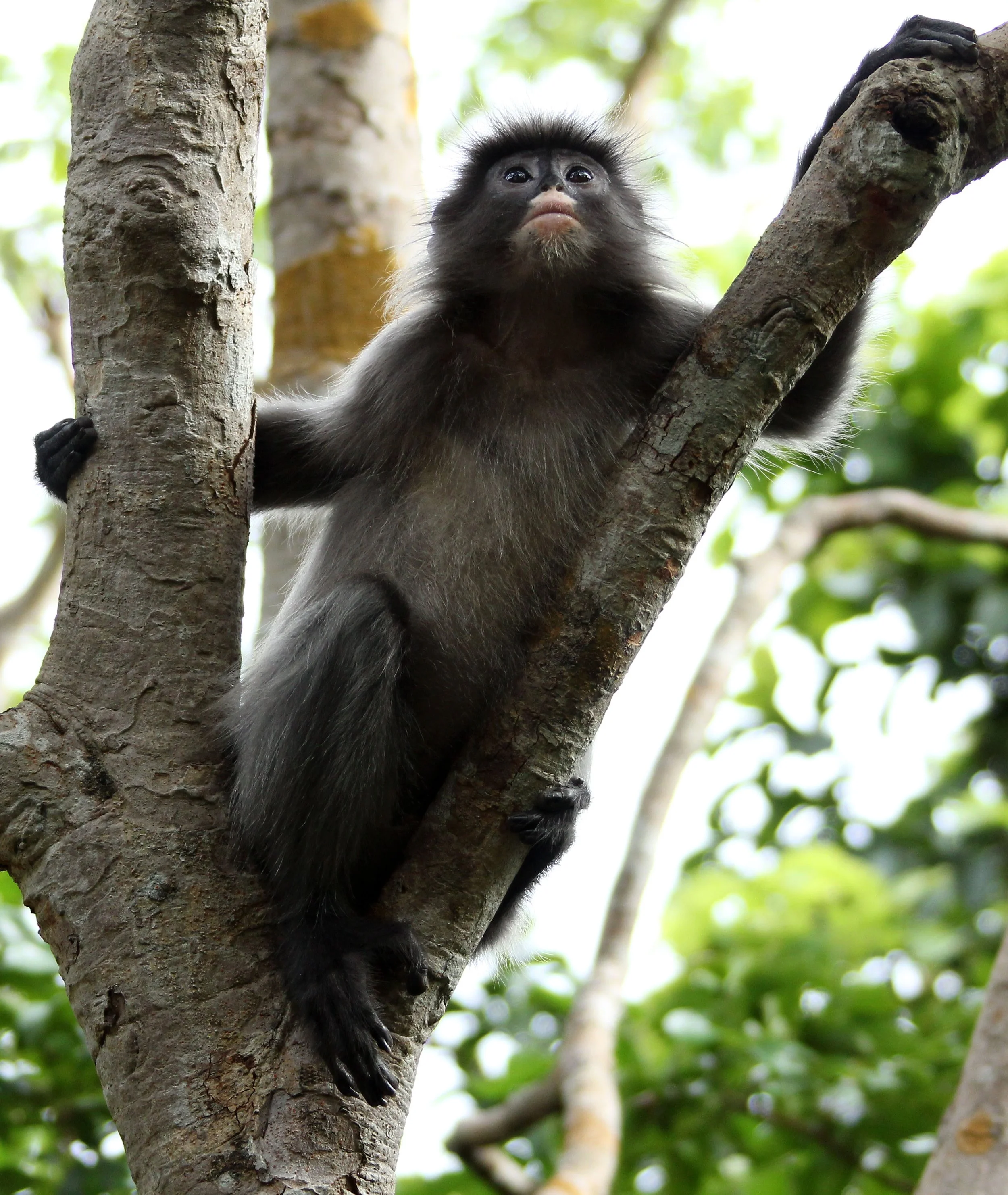 CERCOPITHECIDAE - Trachypithecus crepusculus - INDOCHINESE GRAY LANGUR - PHI THA KHON TEMPLE LOEI (34).JPG