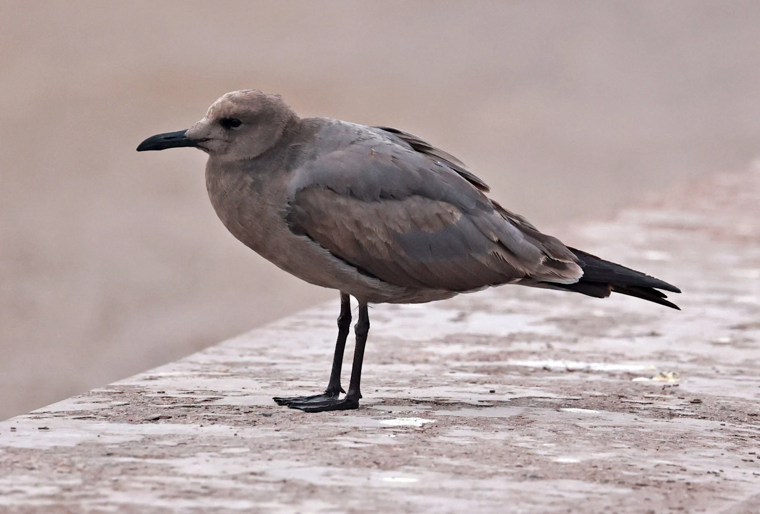 Gull - Gray Gull - Leucophaeus modestus - Arica Chile Coastline (4).jpg