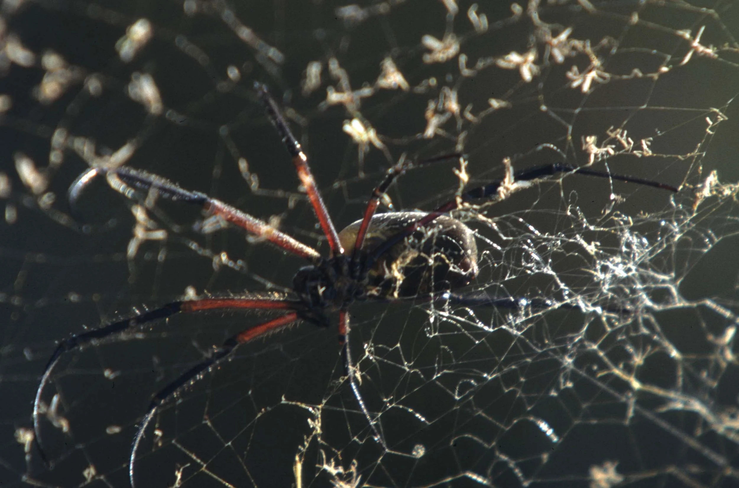 INVERTS - ARACHNIDA - GARDEN SPIDERS - UGANDA (4).jpg