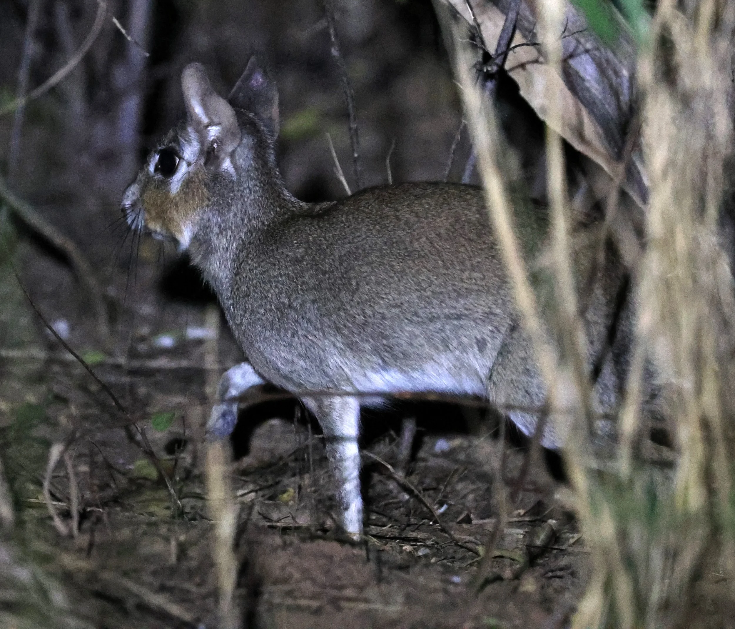 Chacoan Mara (Pediolagus salinicola) Agua Dulce Paraguay (13).jpg