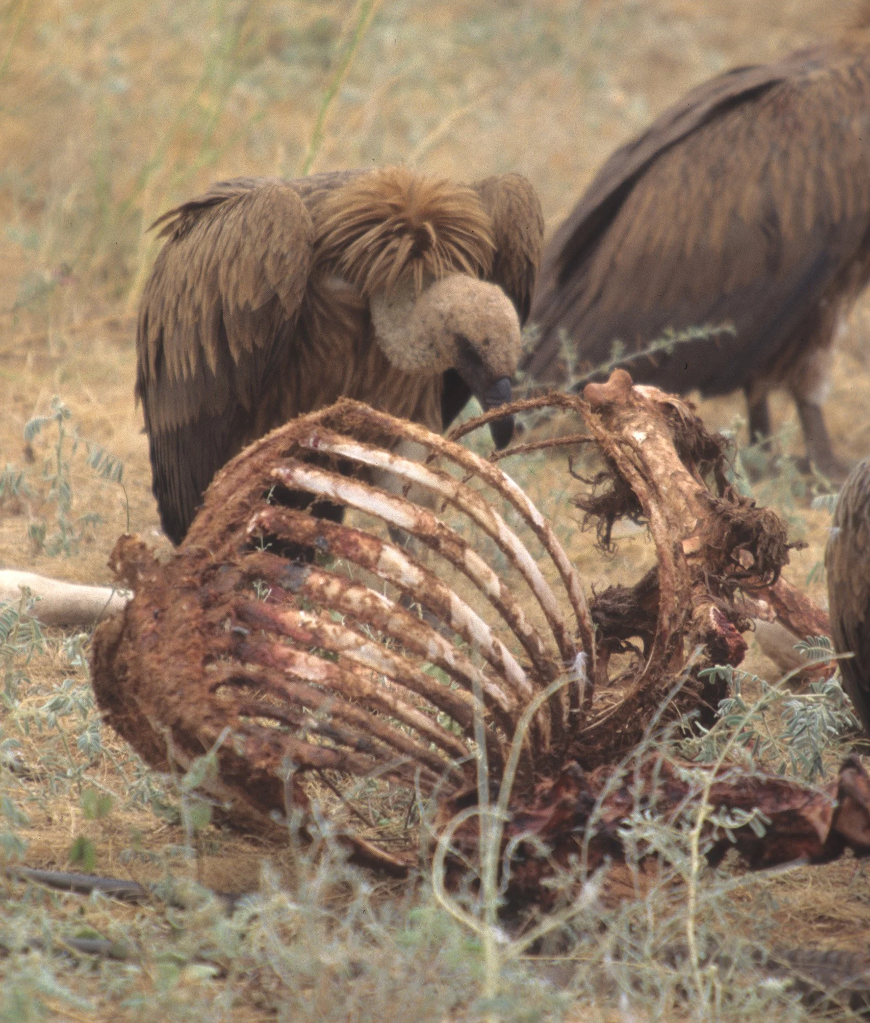 Gyps africanus - AFRICAN WHITE-BACKED VULTURE - SHABA RESERVE scanned slides (1).jpg