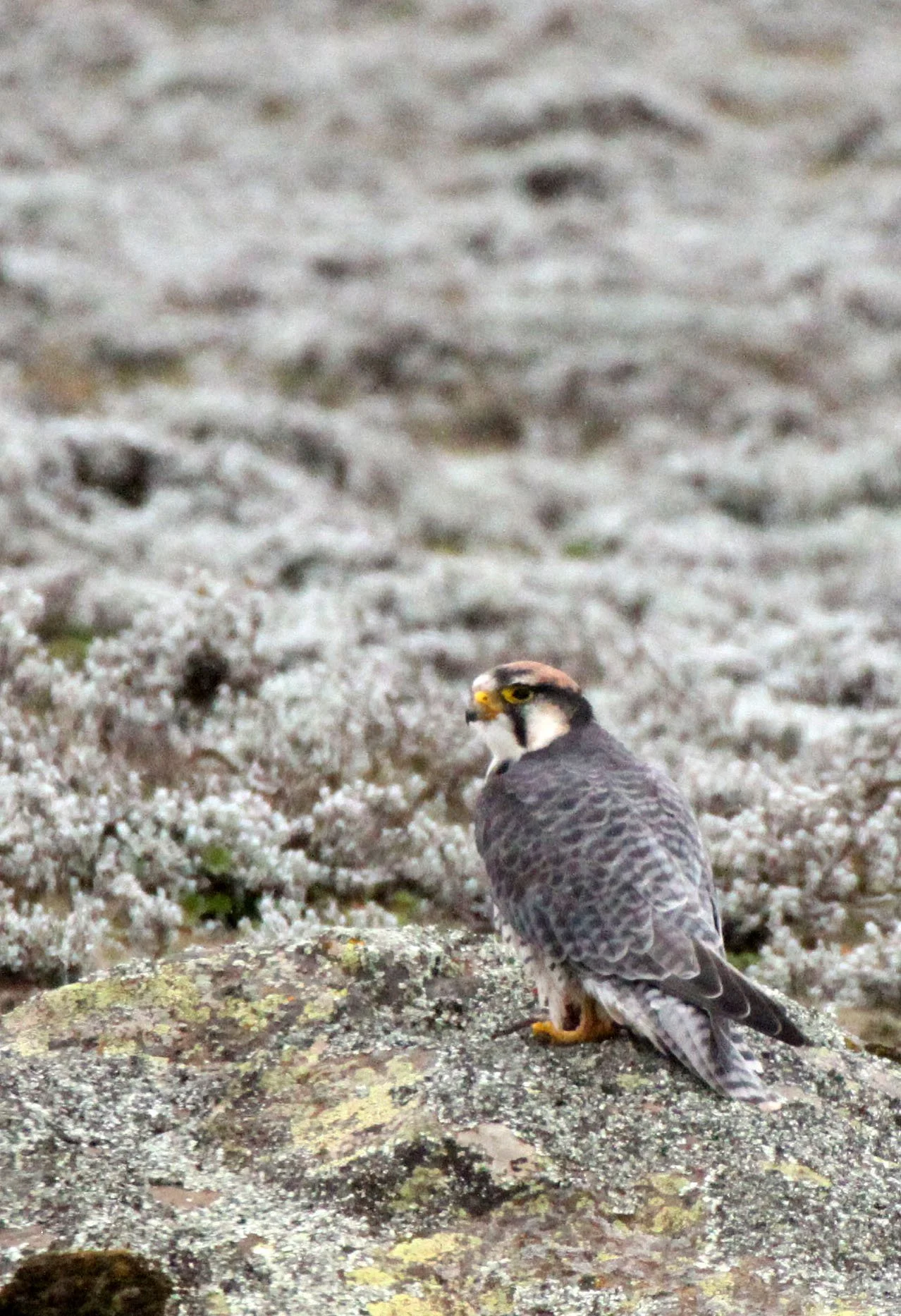 Falco biarmicus - LANNER FALCON - BALE MOUNTAINS NATIONAL PARK ETHIOPIA (35).JPG