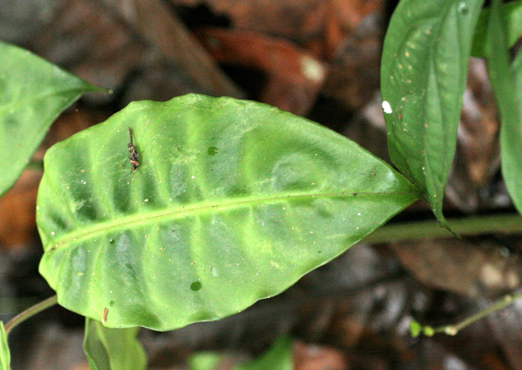 DANUM VALLEY - PLANT SPECIES A.JPG