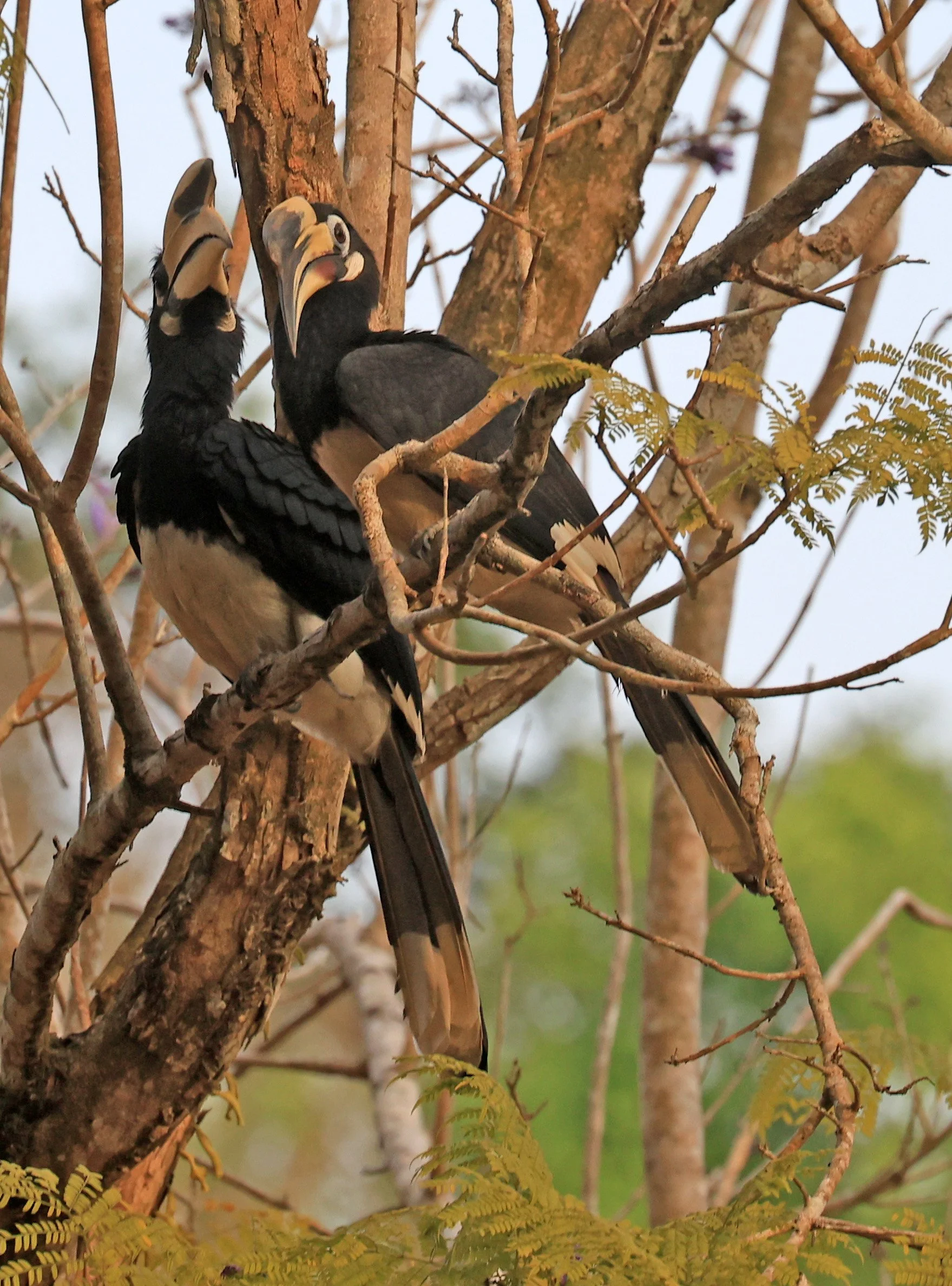 Oriental pied hornbill (Anthracoceros albirostris) Khao Yai National Park Feb 2026 Day 3 (7).jpg