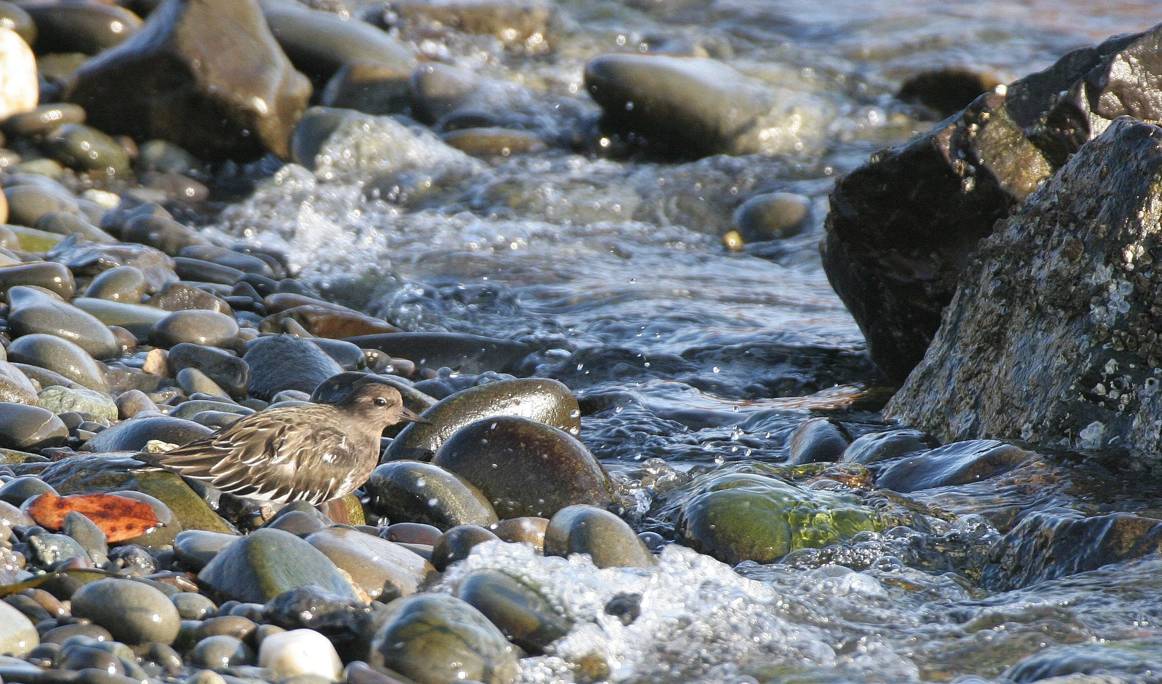 BIRD - TURNSTONE - BLACK TURNSTONE - PA HARBOR (3).jpg
