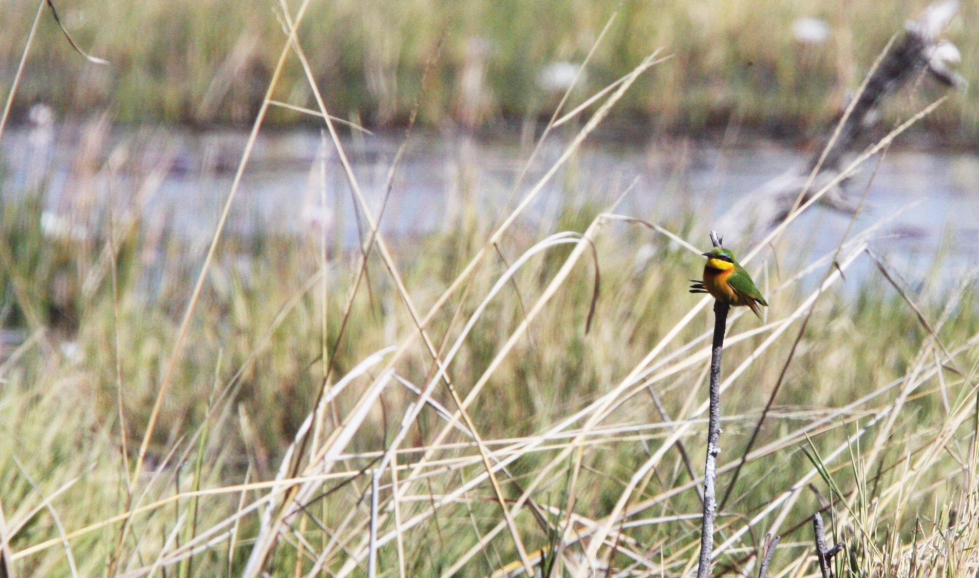 BIRD - BEE-EATER - LITTLE BEE-EATER - MEROPS PUSILLUS - KHWAI CAMP OKAVANGO BOTSWANA (2).JPG