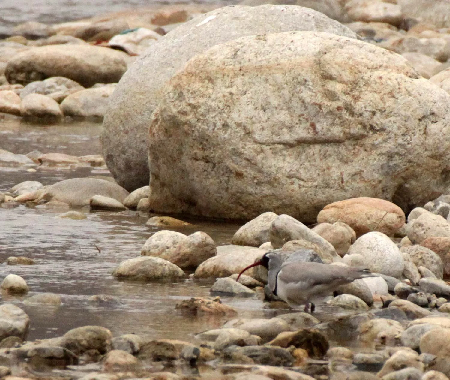Ibisbill in Foping Town, Shaanxi China