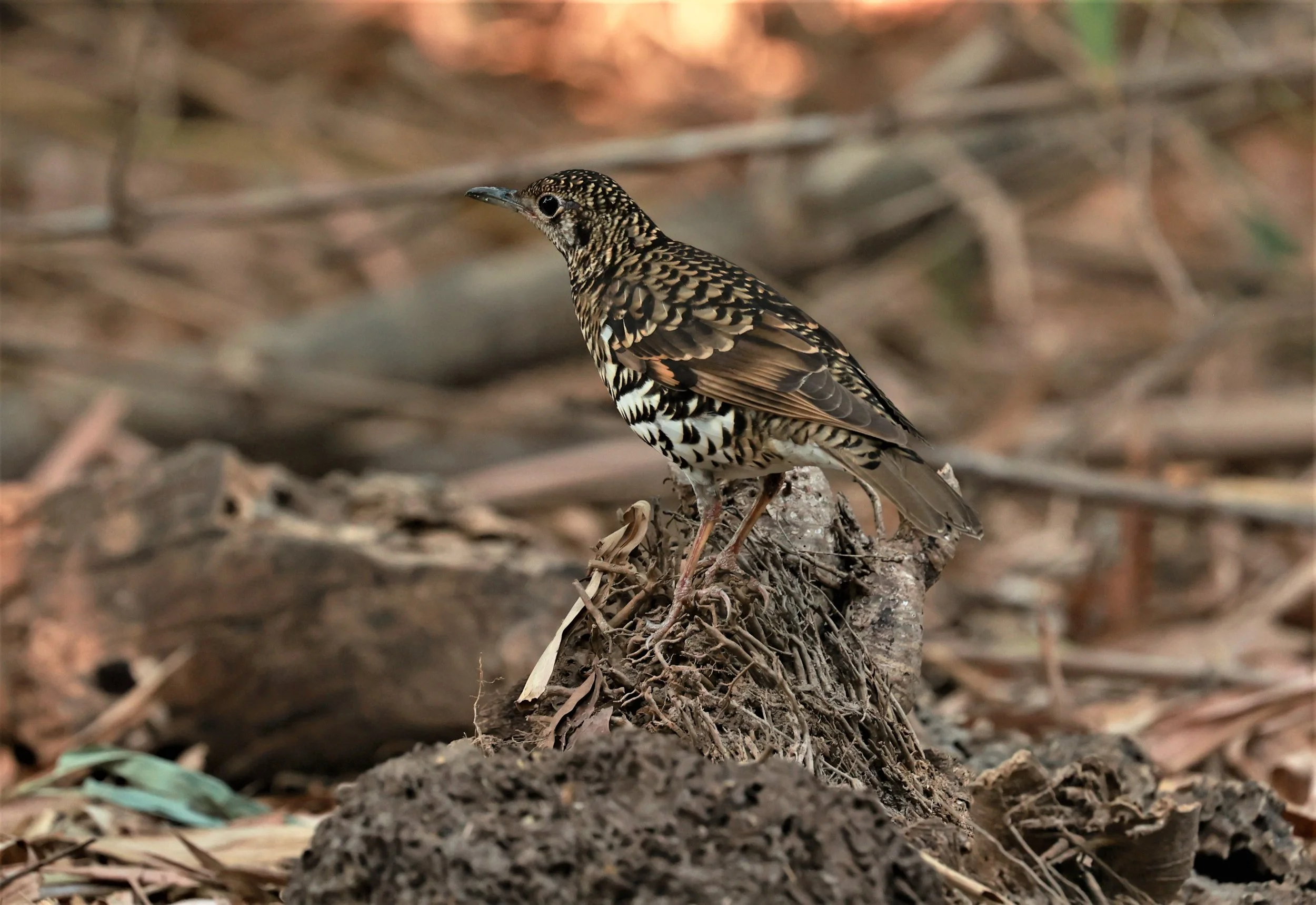 White's Thrush (Zoothera aurea) Putthamonthon Park Nakhon Pathom Thailand (73).jpg