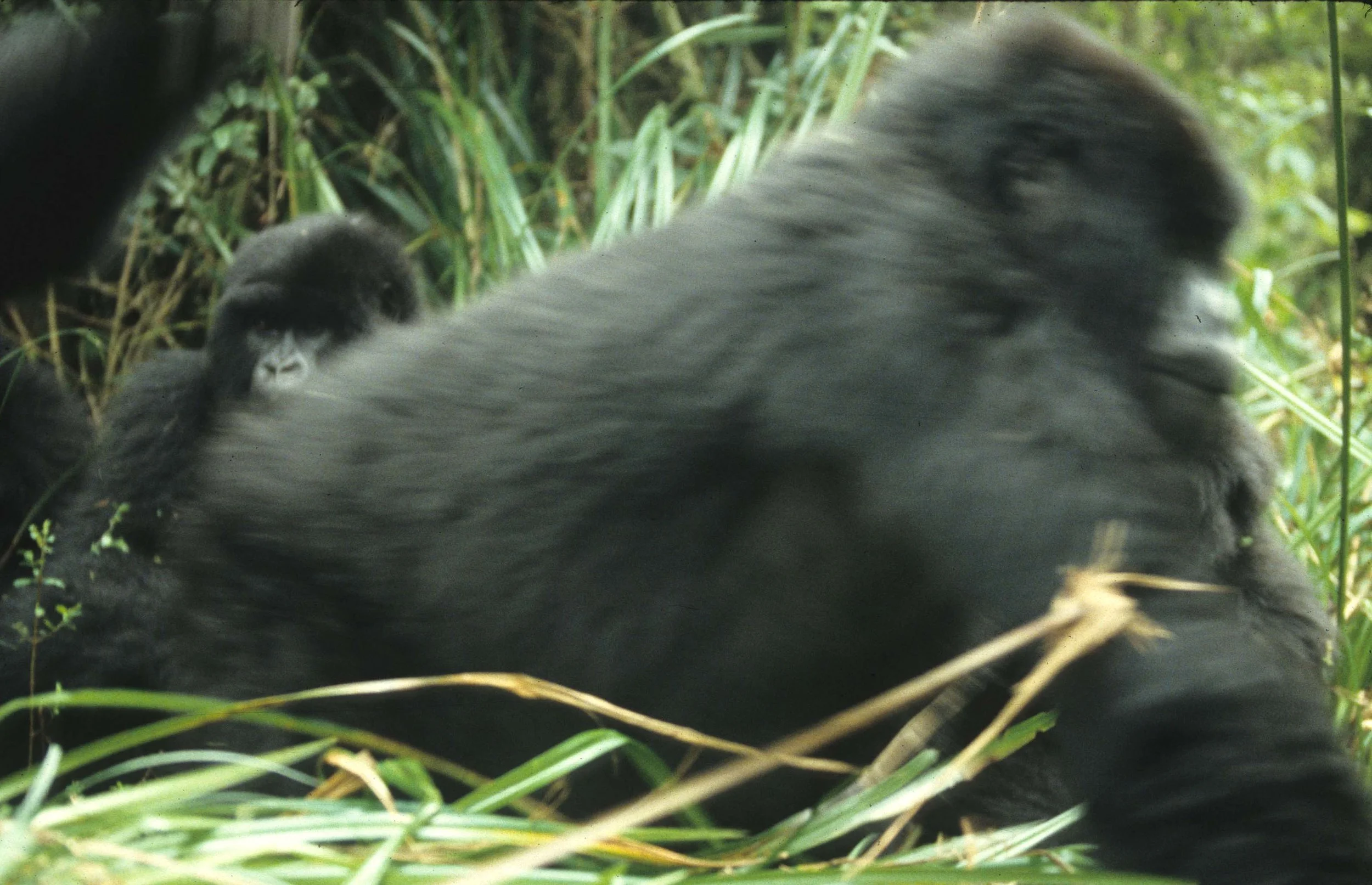 PRIMATE - GORILLA-RWANDA PARC DU VULCANS (56).jpg