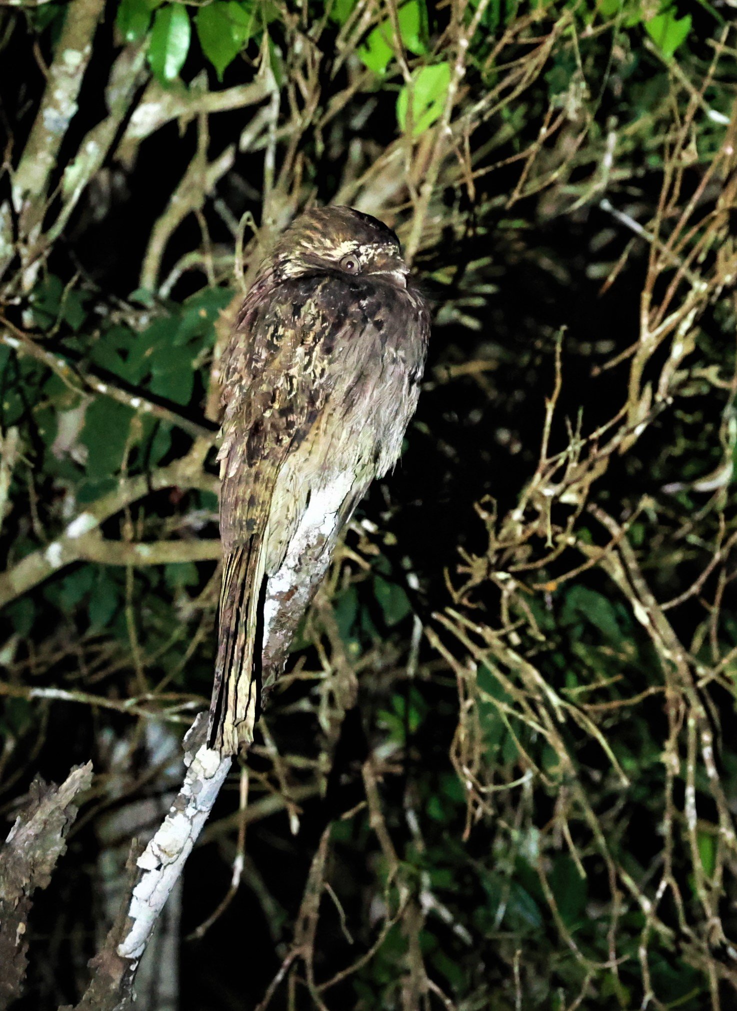 Potoo - Common Potoo - Nyctibius griseus - Augusto Ruschi Biological Reserve, Santa Teresa, Brazil (2).jpg