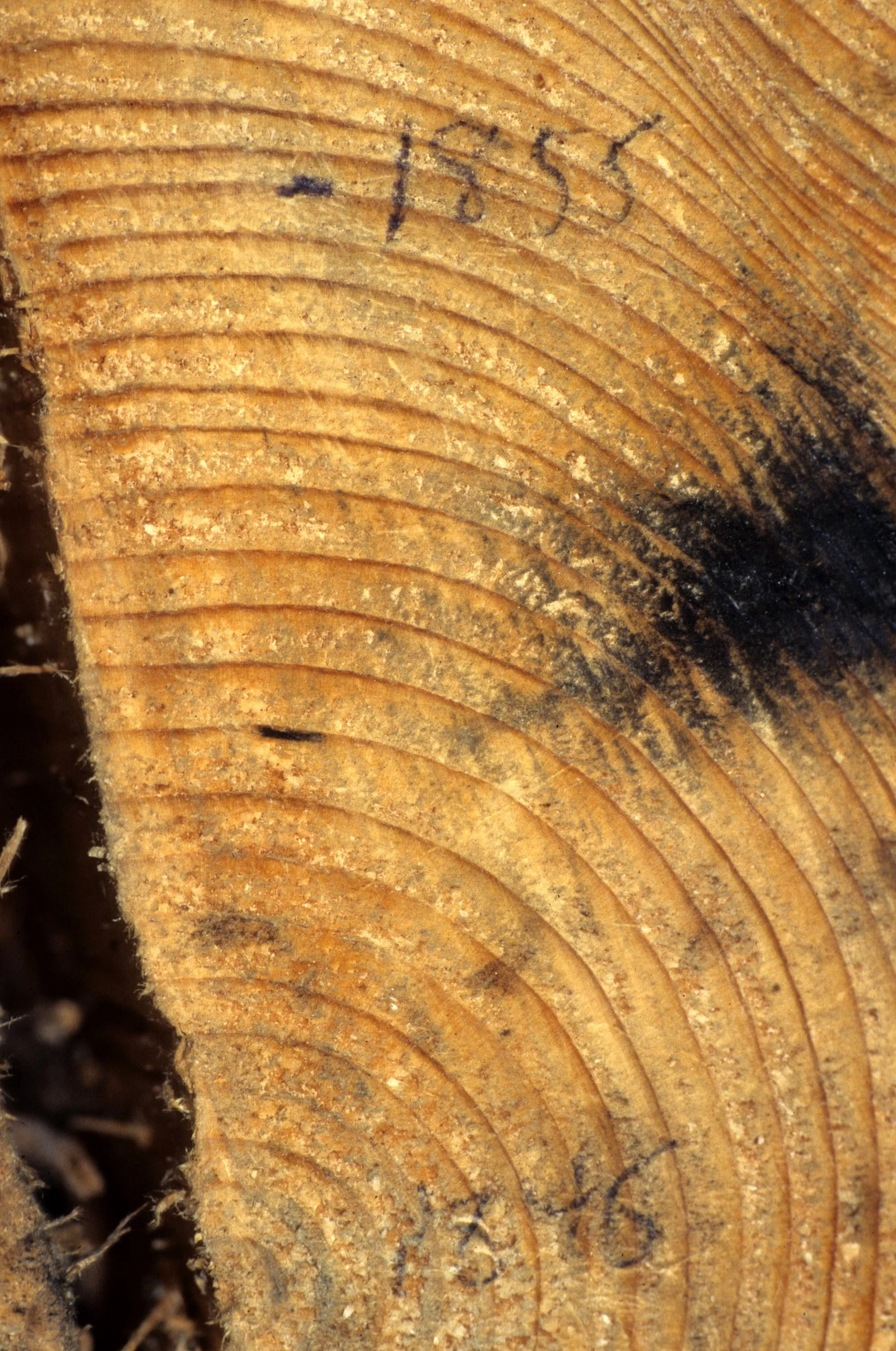 CALIFORNIA - SIERRA - TREE RINGS.jpg
