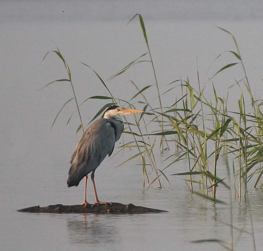 HERON - GREY HERON -  Ardea cinerea - SELENGA DELTA LAKE BAIKAL RUSSIA (21).jpg