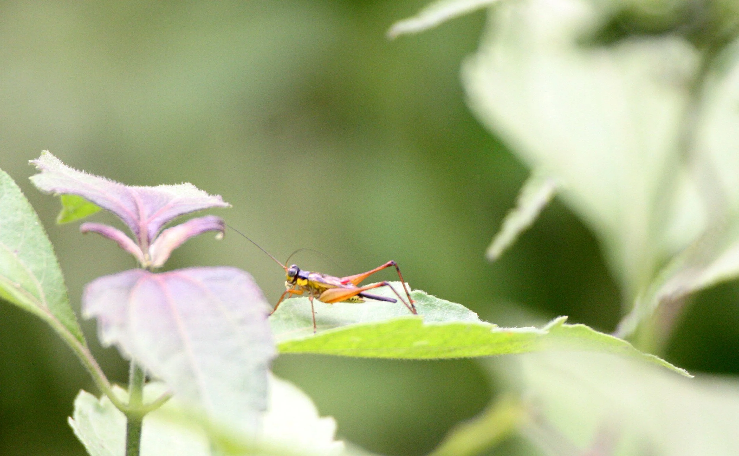 Acrididae - species 27 - Danum Valley, Malaysian Borneo