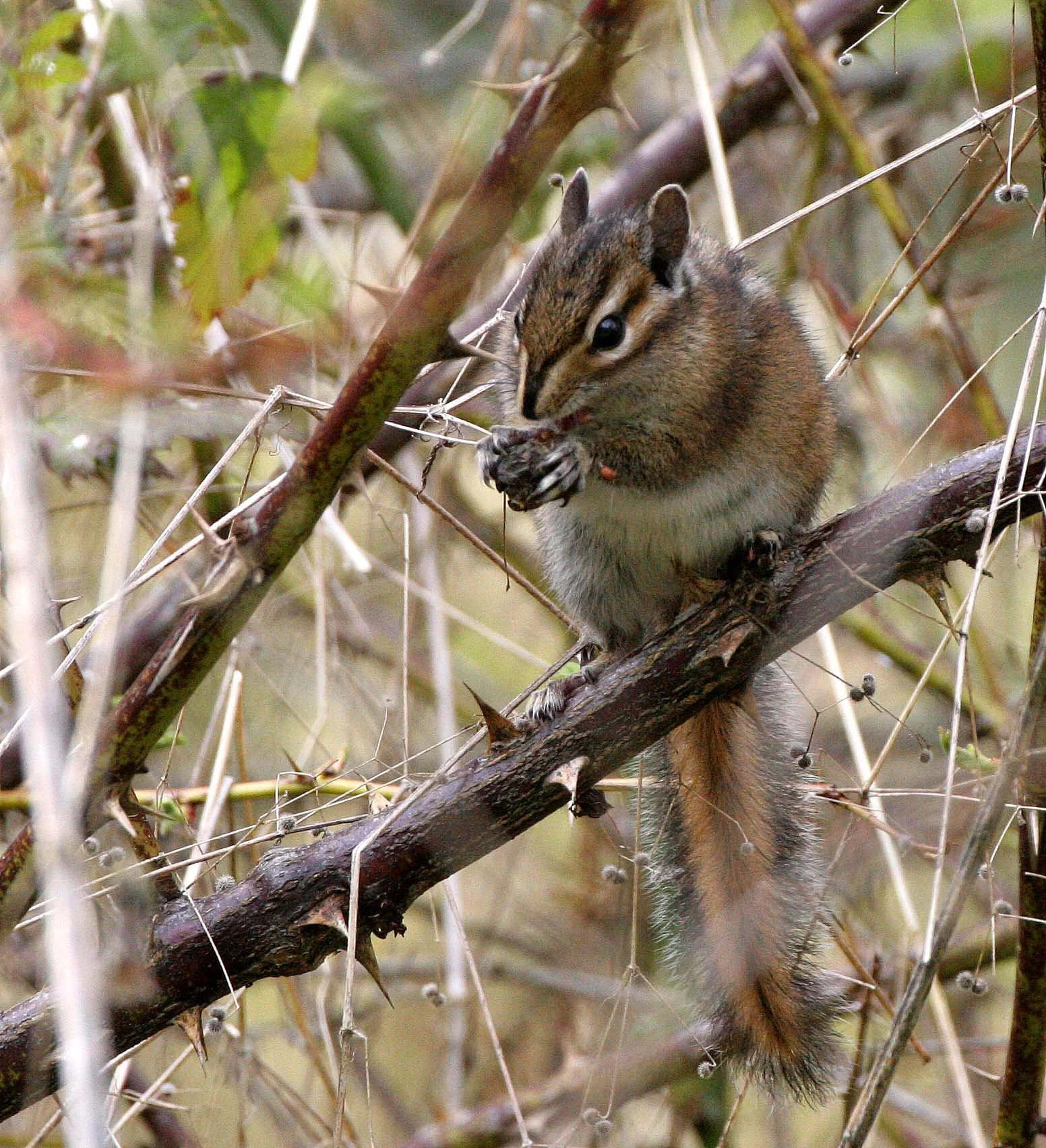 RODENTIA - CHIPMUNK - TOWNSEND'S CHIPMUNK - LAKE FARM WA (13).JPG