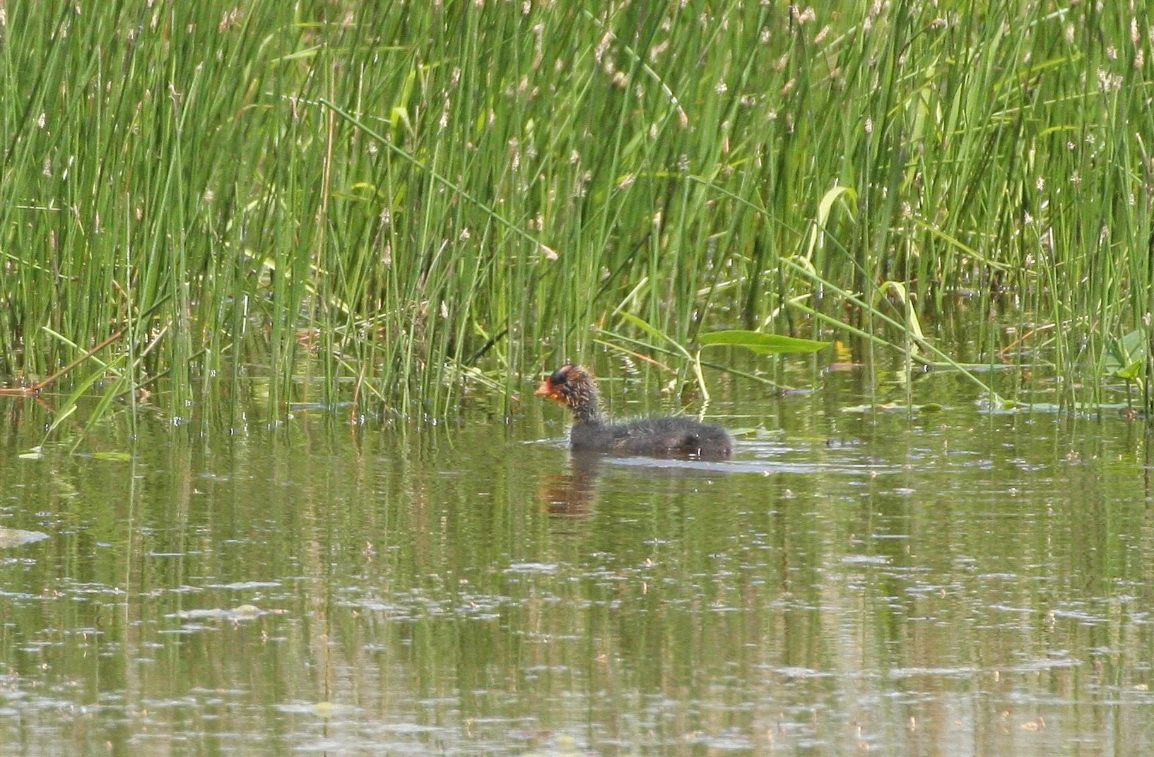 Pied-billed Grebe (Podilymbus podiceps) Ridgefield NWR Washington (70).JPG