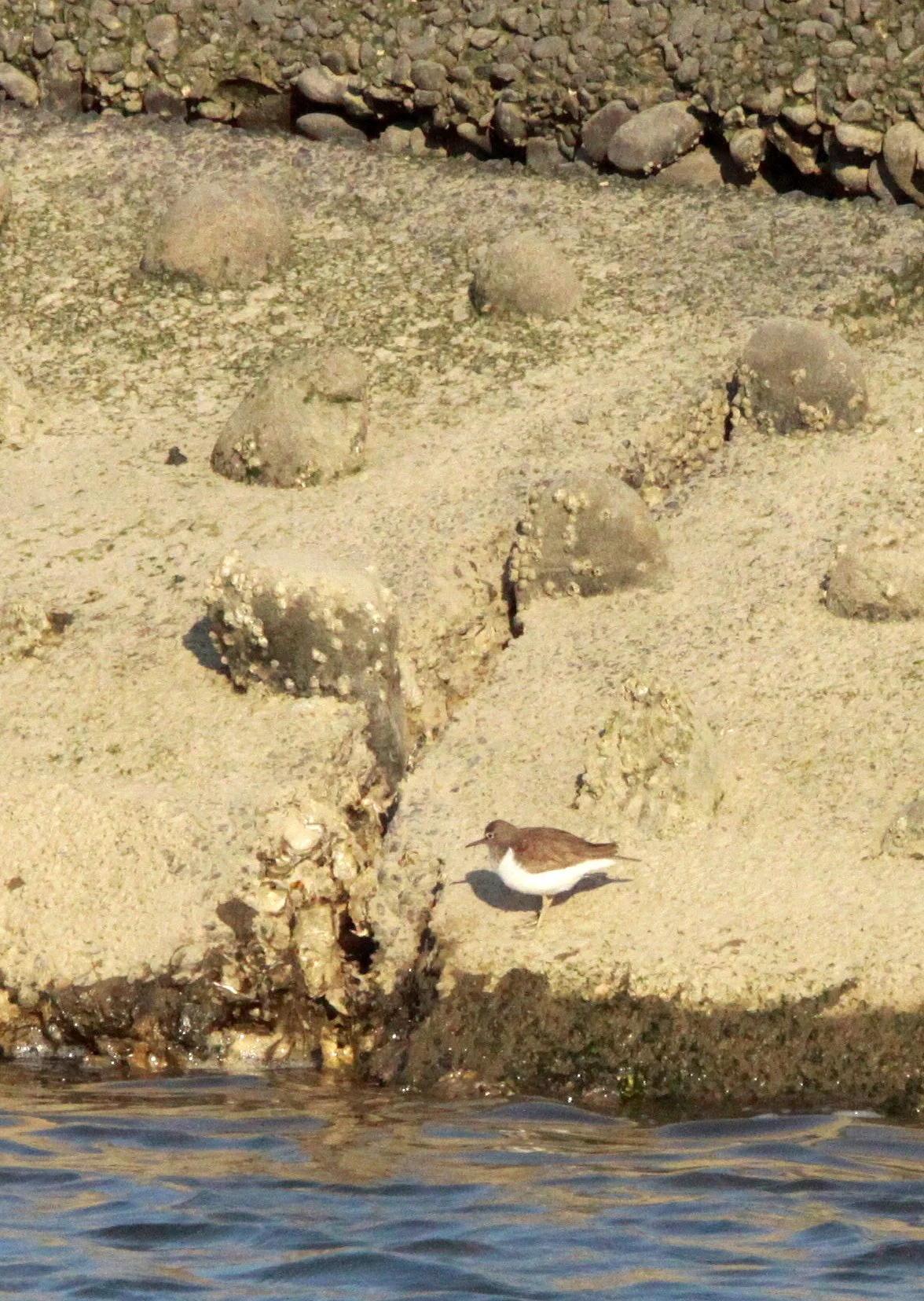 BIRD - SANDPIPER - COMMON SANDPIPER - SHIZUOKA COASTLINE JAPAN (6).JPG