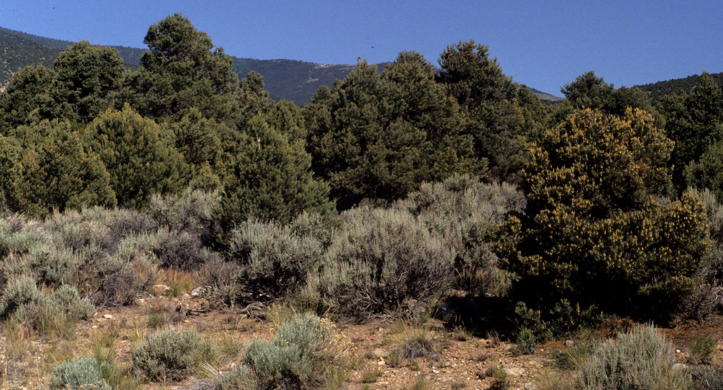 GREAT BASIN NP - PINUS MONOPHYLLA - PINYON PINE.jpg
