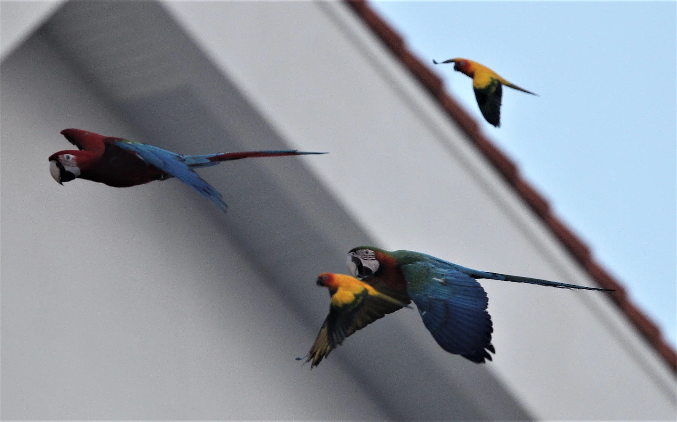 BIRD - MACAW - SCARLET MACAW - PAK NAM THAILAND P.jpg