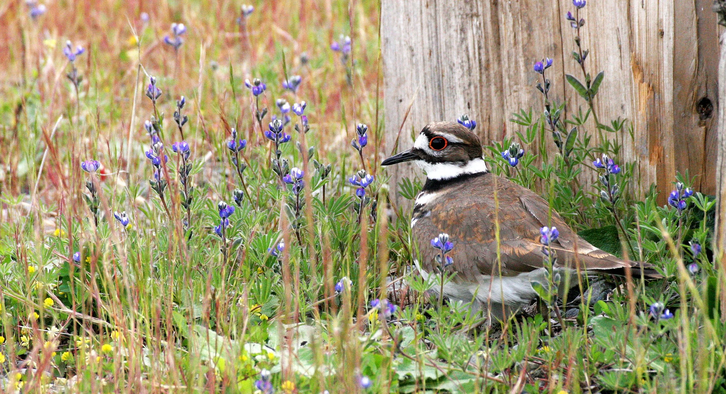 BIRD - KILLDEER - SEQUIM WA (28).JPG