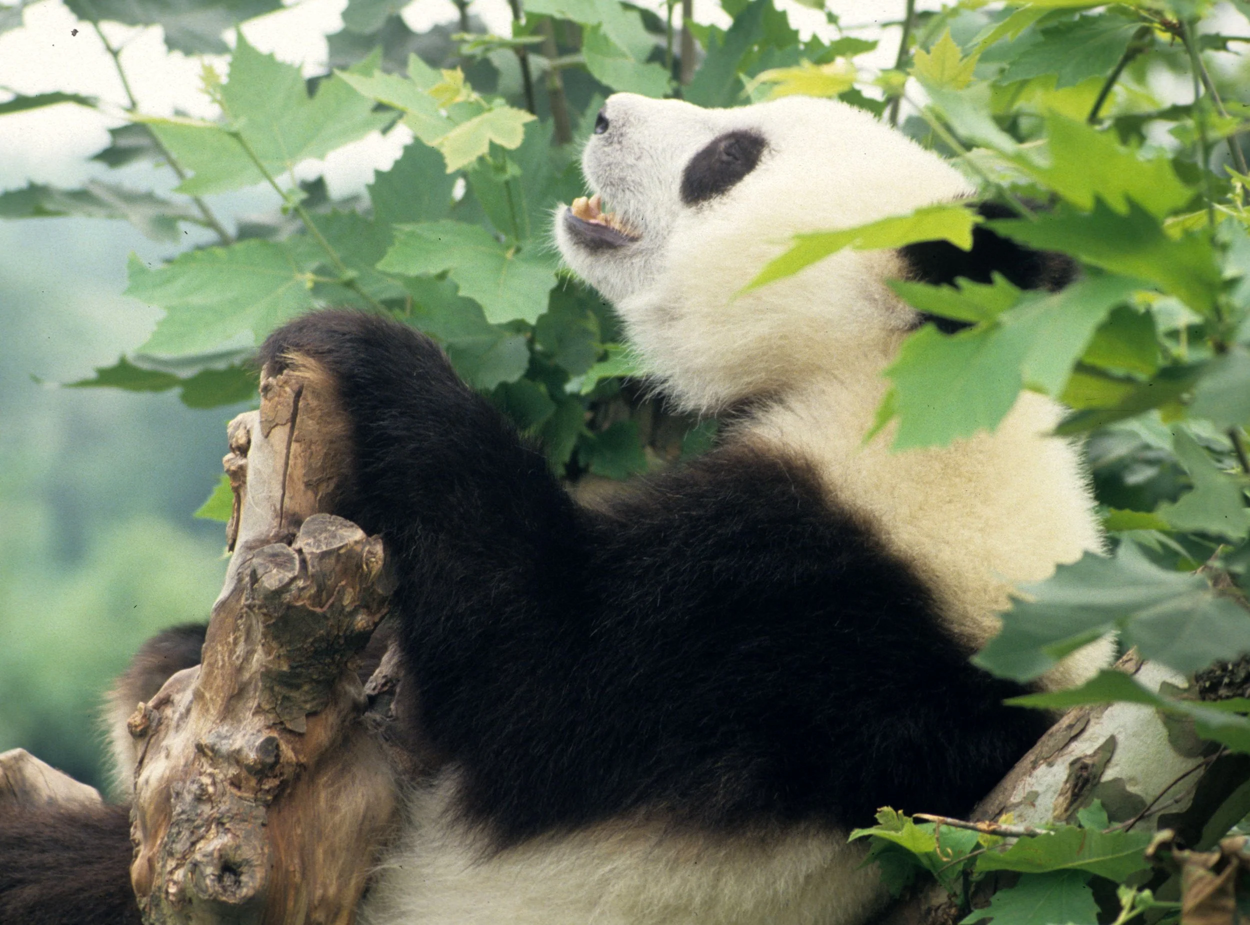 URSID - GIANT PANDA - CHENGDU RESERVE 1994 (2).jpg