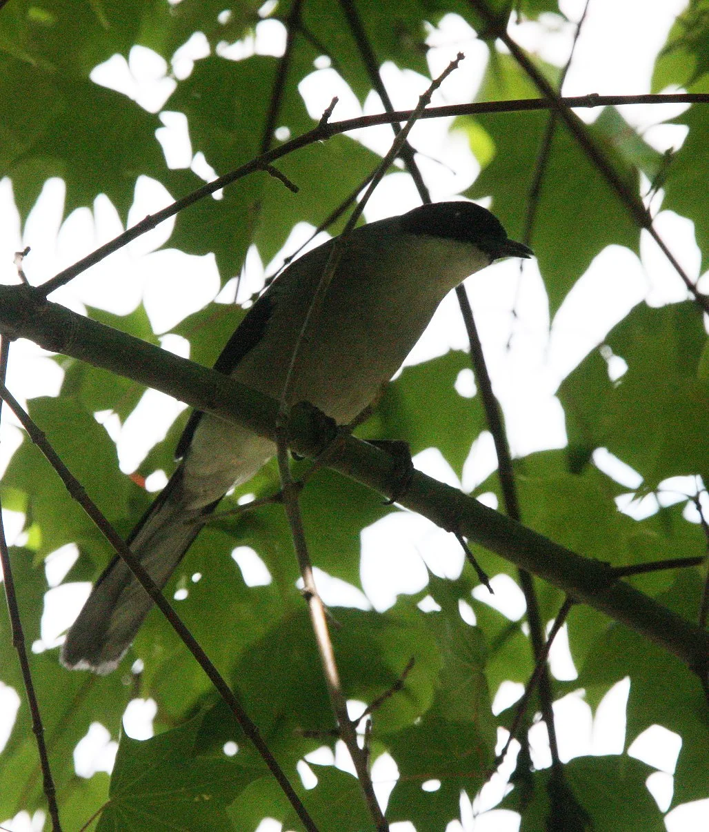 BIRD - SIBIA - BLACK-HEADED SIBIA - HETEROPHASIA MELANOLEUCA - CANGSHAN NATIONAL GEOPARK - DALI, YUNNAN CHINA (2).JPG
