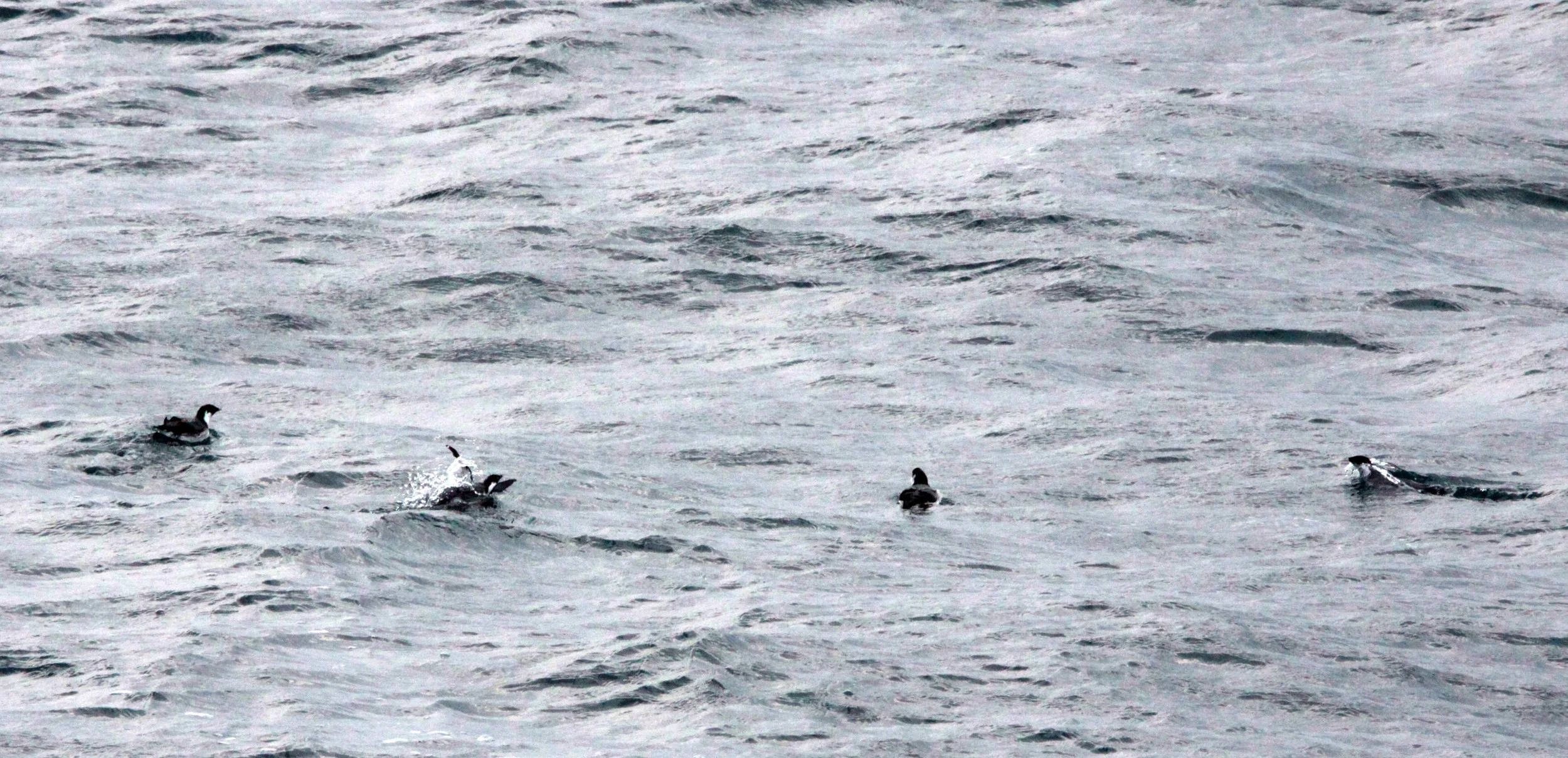 Synthliboramphus antiquus - ANCIENT MURRELET - CAPE IRAGO STRAIT JAPAN (16).JPG
