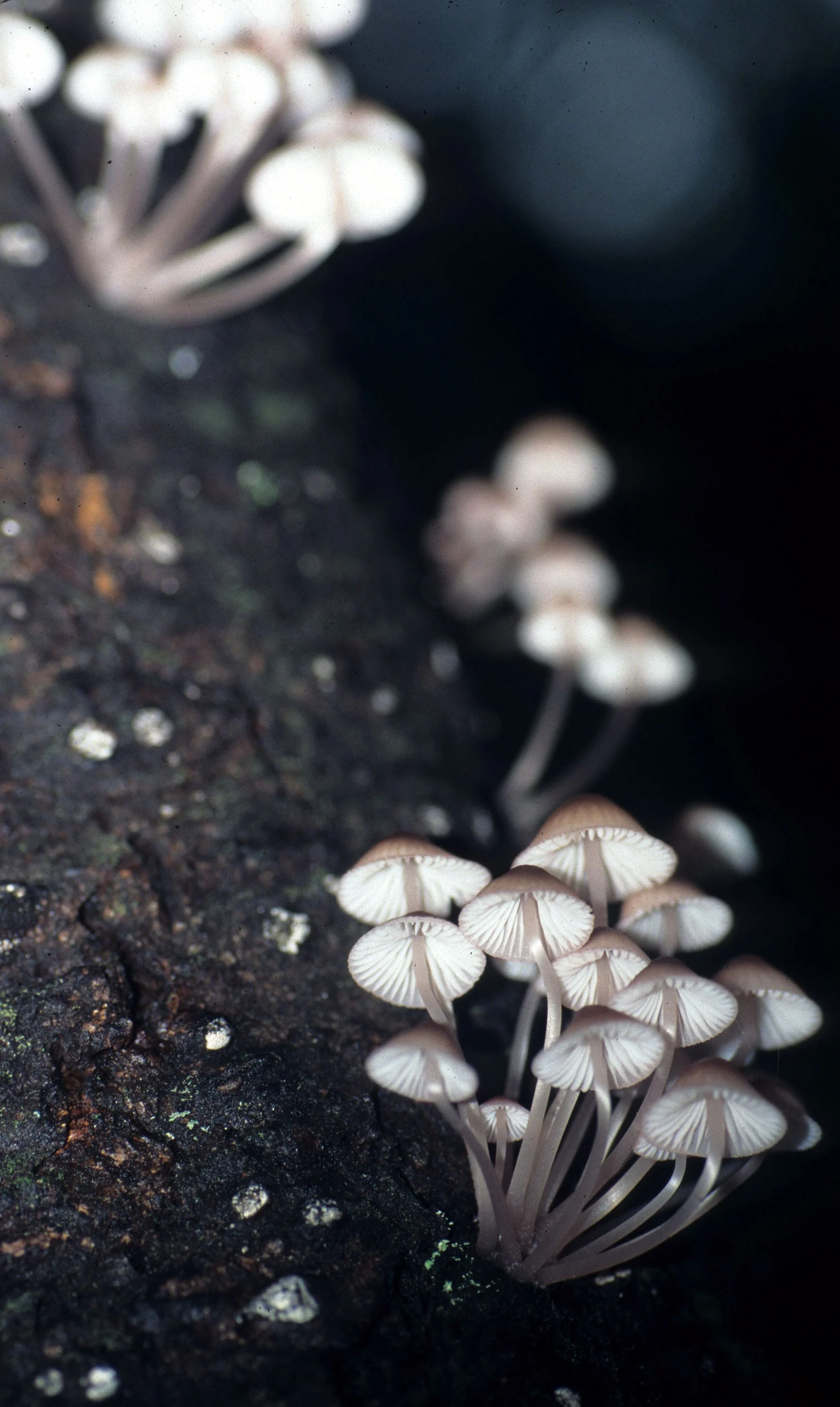CALIFORNIA - REDWOODS NP AREA - FUNGI SPECIES (2).jpg