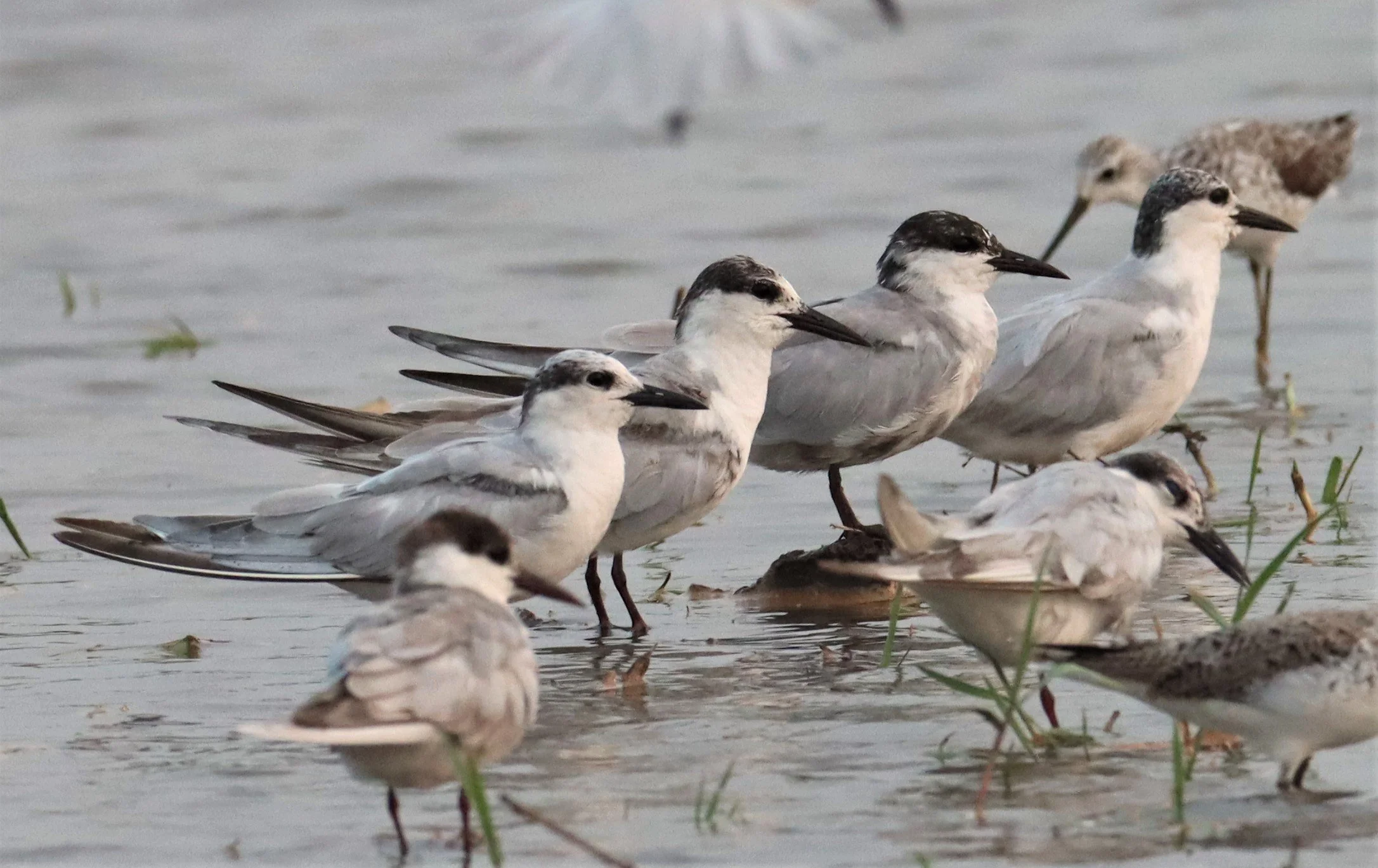 TERN - WHISKERED TERN - Chlidonias hybridus - BANG KHAEM WETLANDS NAKHON PATHOM MAR 13 (7).jpg