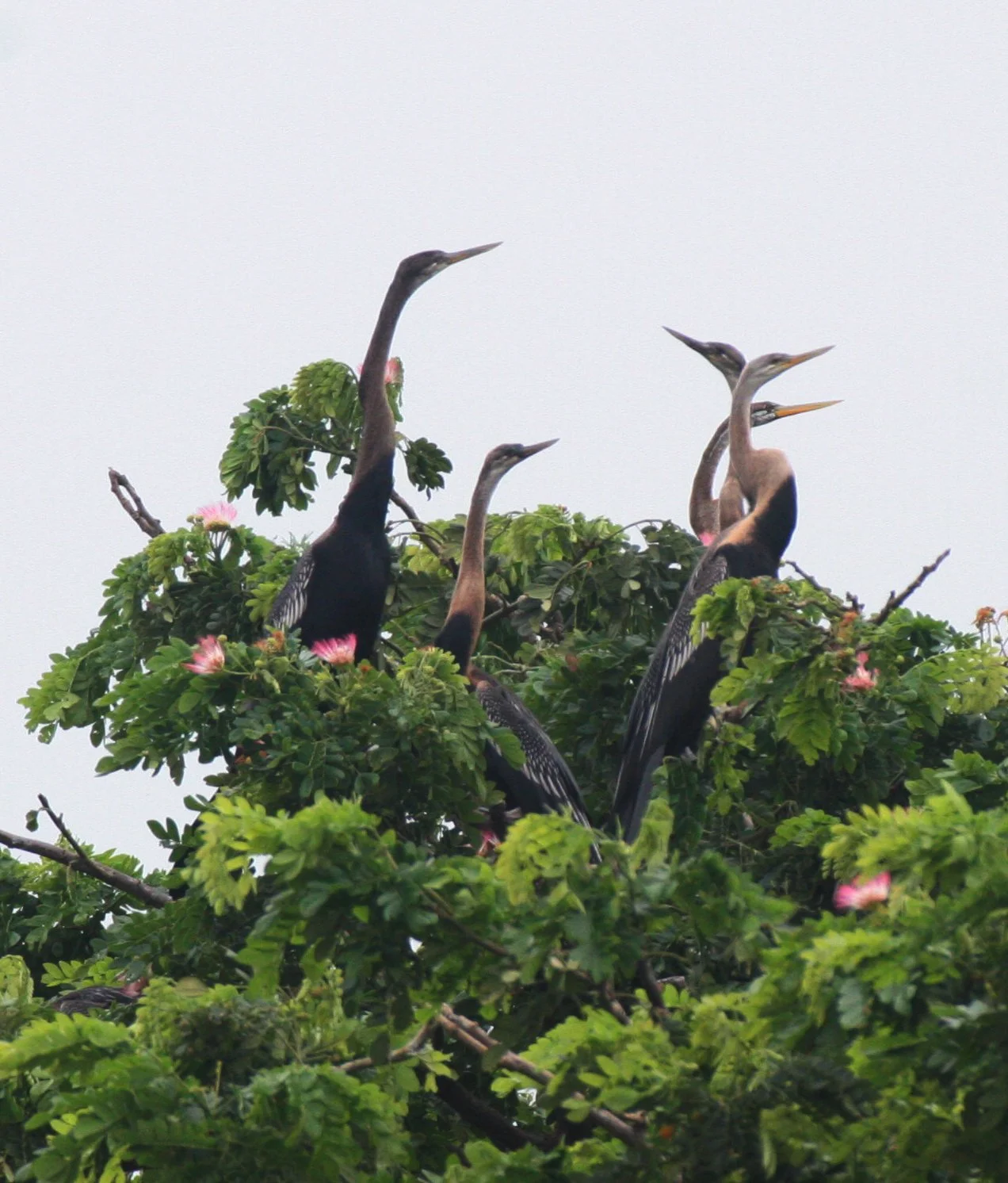 BIRD - DARTER - ORIENTAL DARTER - BUENG BORAPHET THAILAND (12).JPG