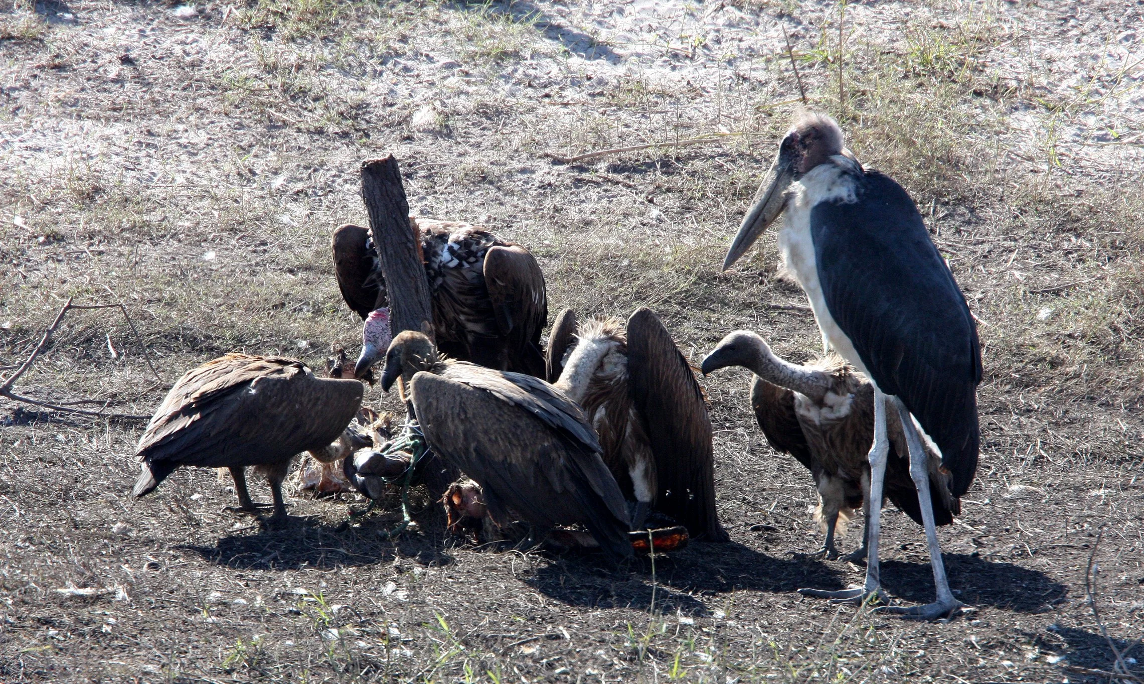Torgos tracheliotos - LAPPET-FACED (NUBIAN) VULTURE - WHITE-BACKED VULTURE AND MARIBOU STORK - CHOBE NATIONAL PARK BOTSWANA (6).JPG