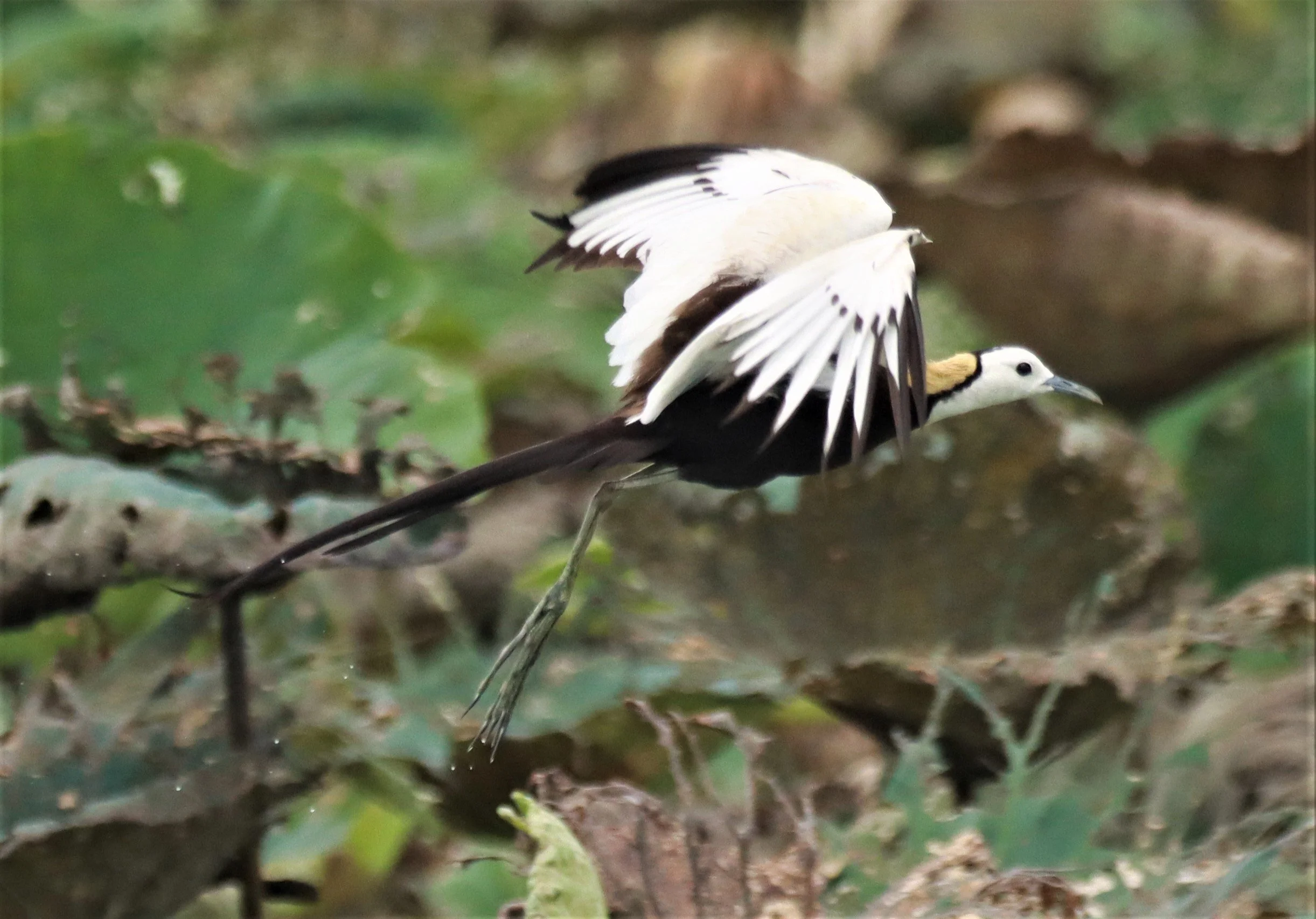 JACANA - PHEASANT-TAILED JACANA - Hydrophasianus chirurgus - BUENG BORAPHET NAKHON SAWAN AUGUST 2021 (51).jpg