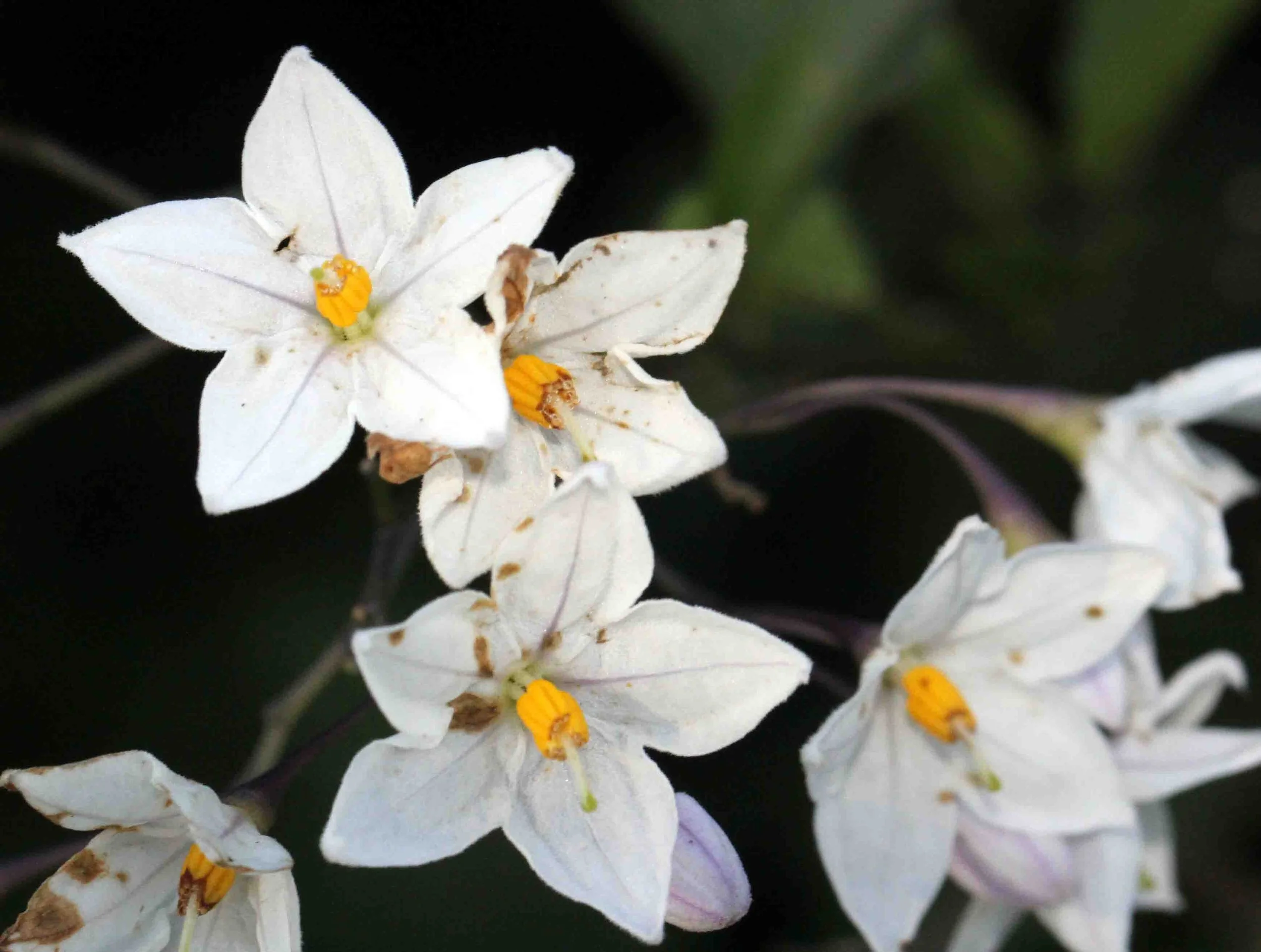 NUWARA ELIYA， HORTON PLAINS NATIONAL PARK,  SRI LANKA (26).JPG