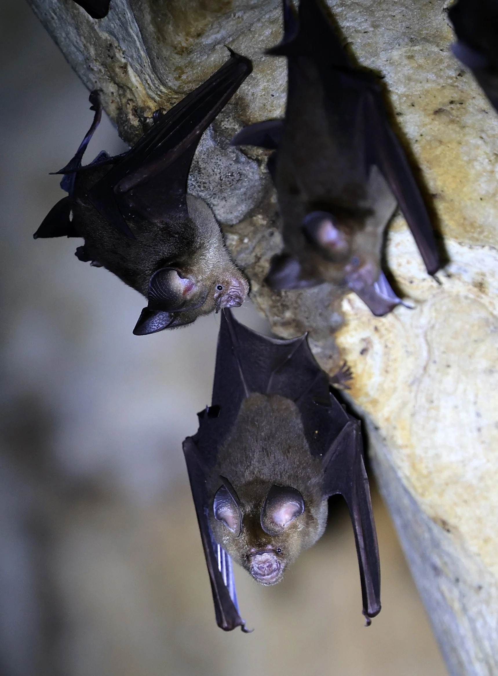 Horsfield’s Leaf-nosed Bat (Hipposideros.larvatus) Wat Tham Sila Thong Temple Pak Chong Thailand near Khao Yai (84).jpg