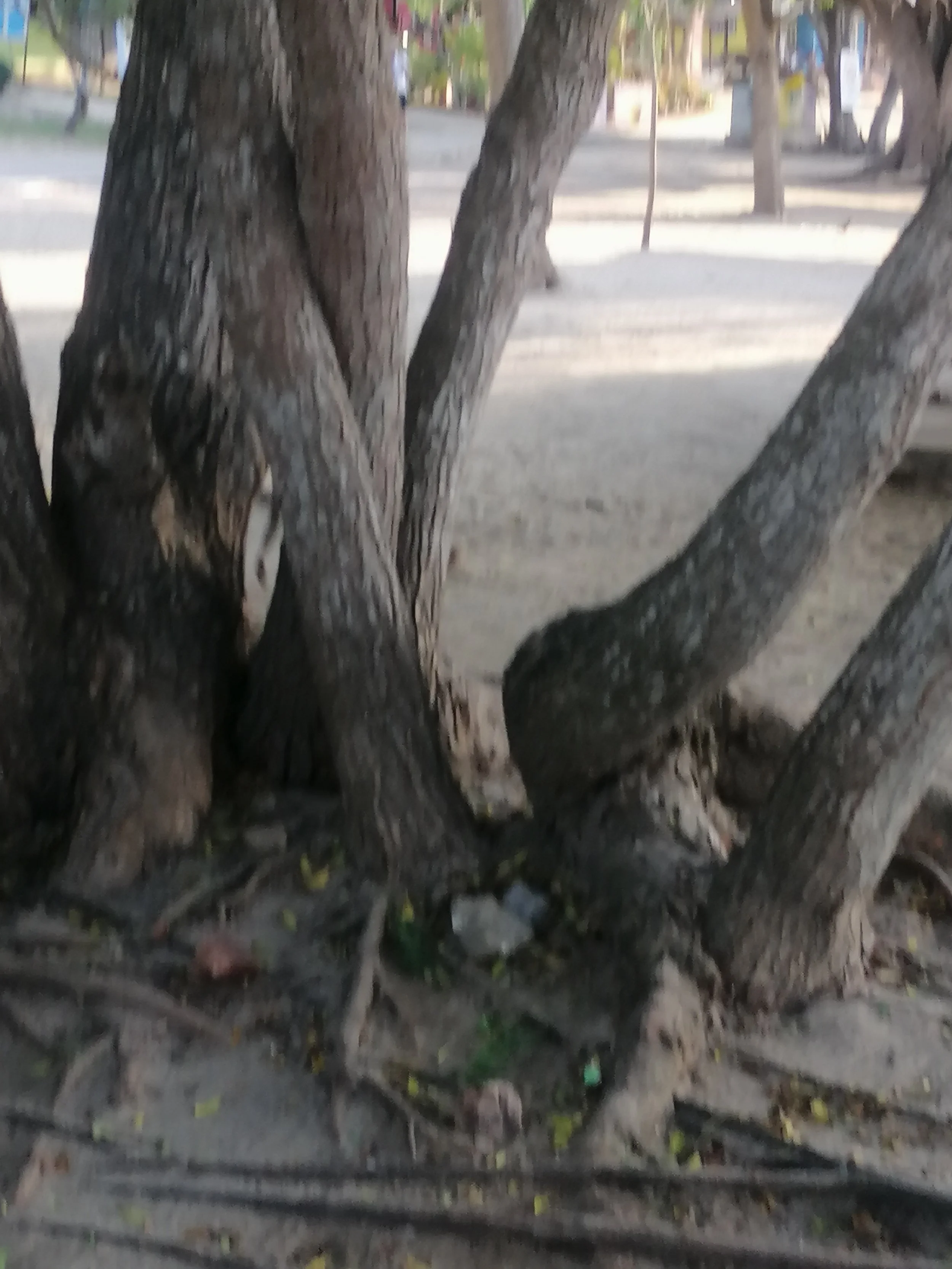 2019 Satthahip with Pregnant Gift (41).jpg