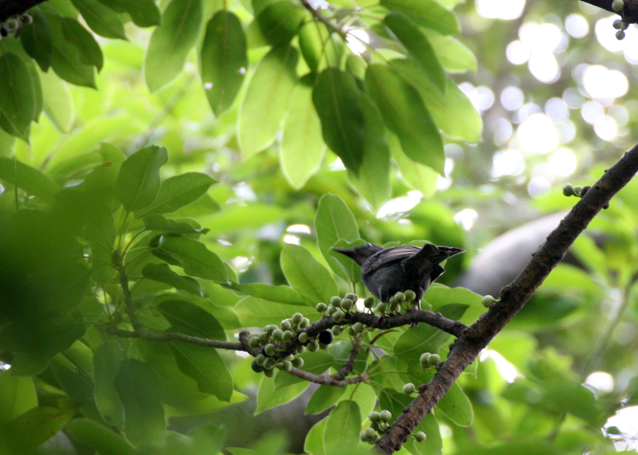 BIRD - BULBUL - SPECIES A - TAIPEI TAIWAN.JPG