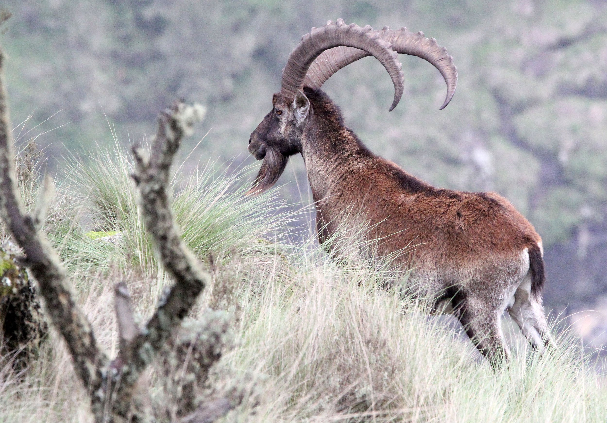 IBEX - WALIA IBEX - Capra walie - SIMIEN MOUNTAINS NATIONAL PARK ETHIOPIA (129).JPG
