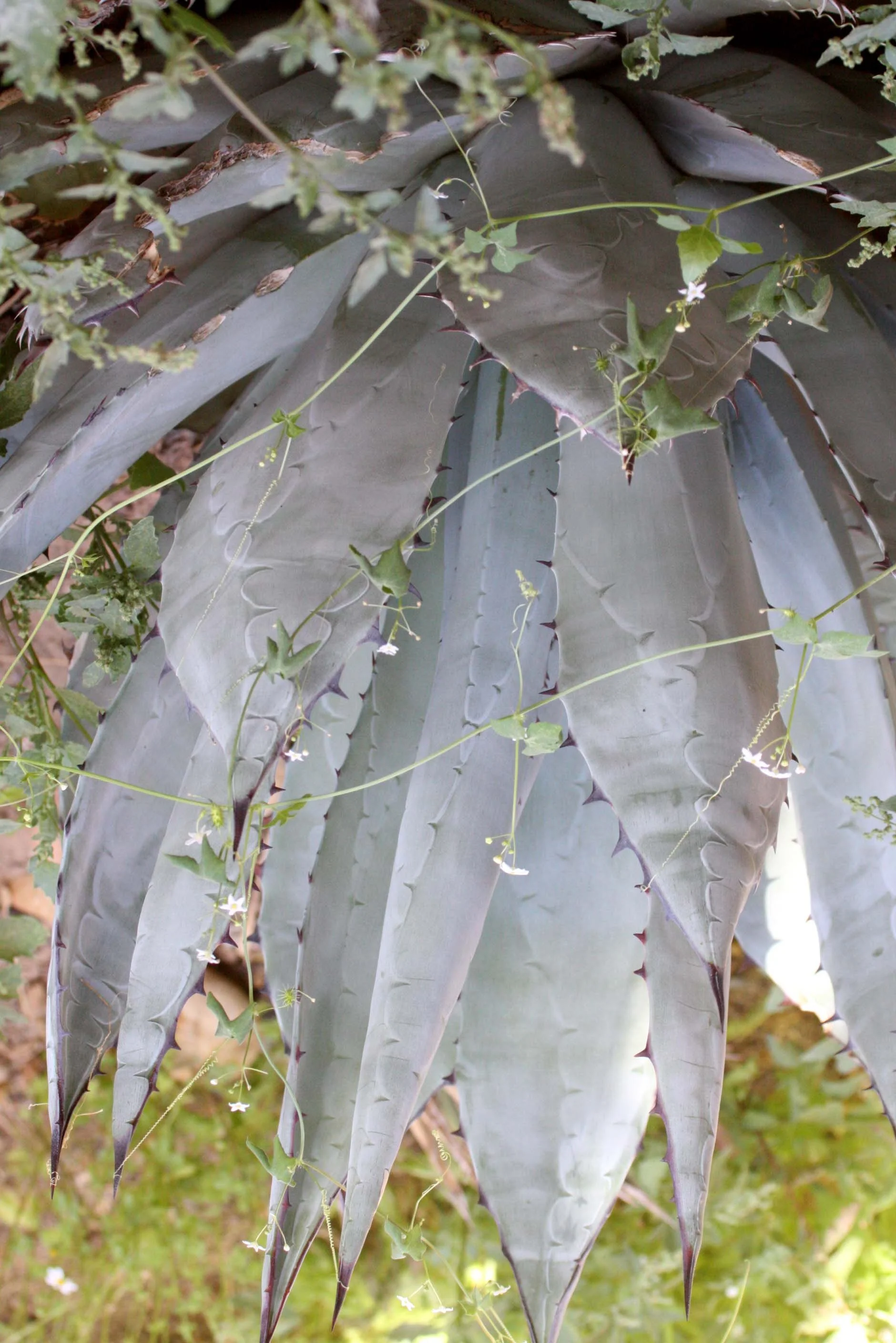 AGAVACEAE - AGAVE DESERTI - DESERT AGAVE - VIZCAINO BIOSPHERE RESERVE BAJA MEXICO.JPG
